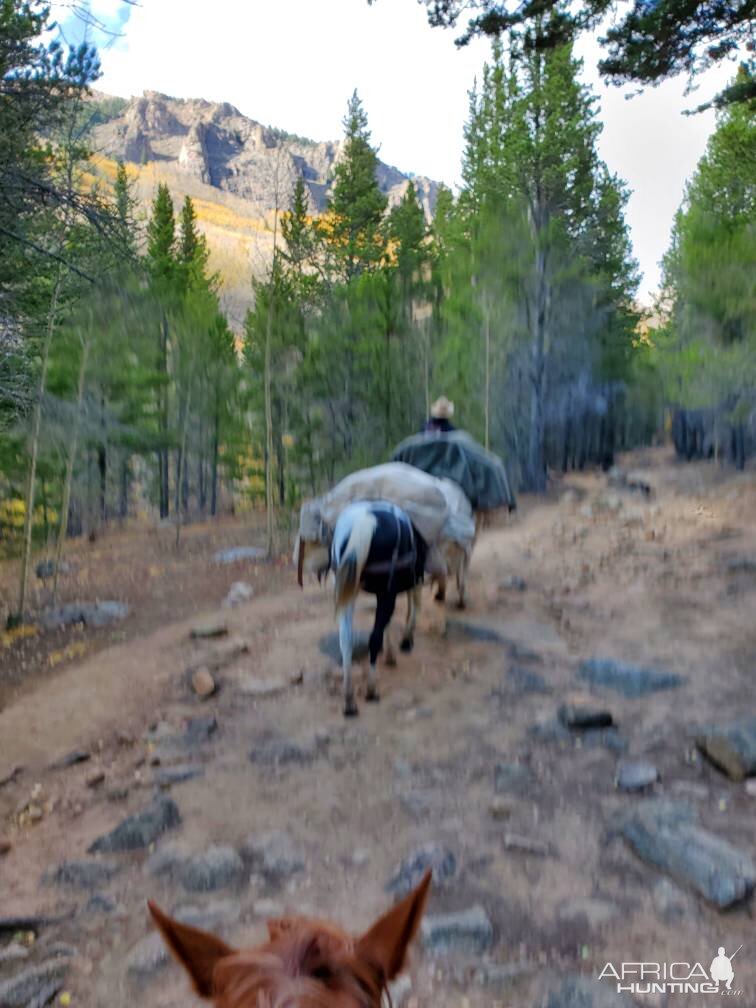 Hunt Mountain Goat in Colorado USA