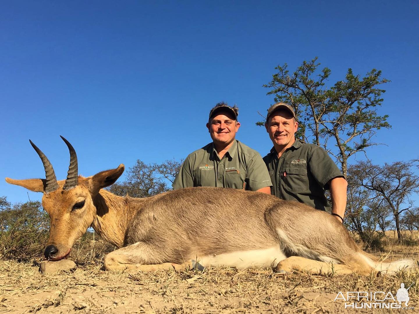 Hunt Mountain Reedbuck in South Africa