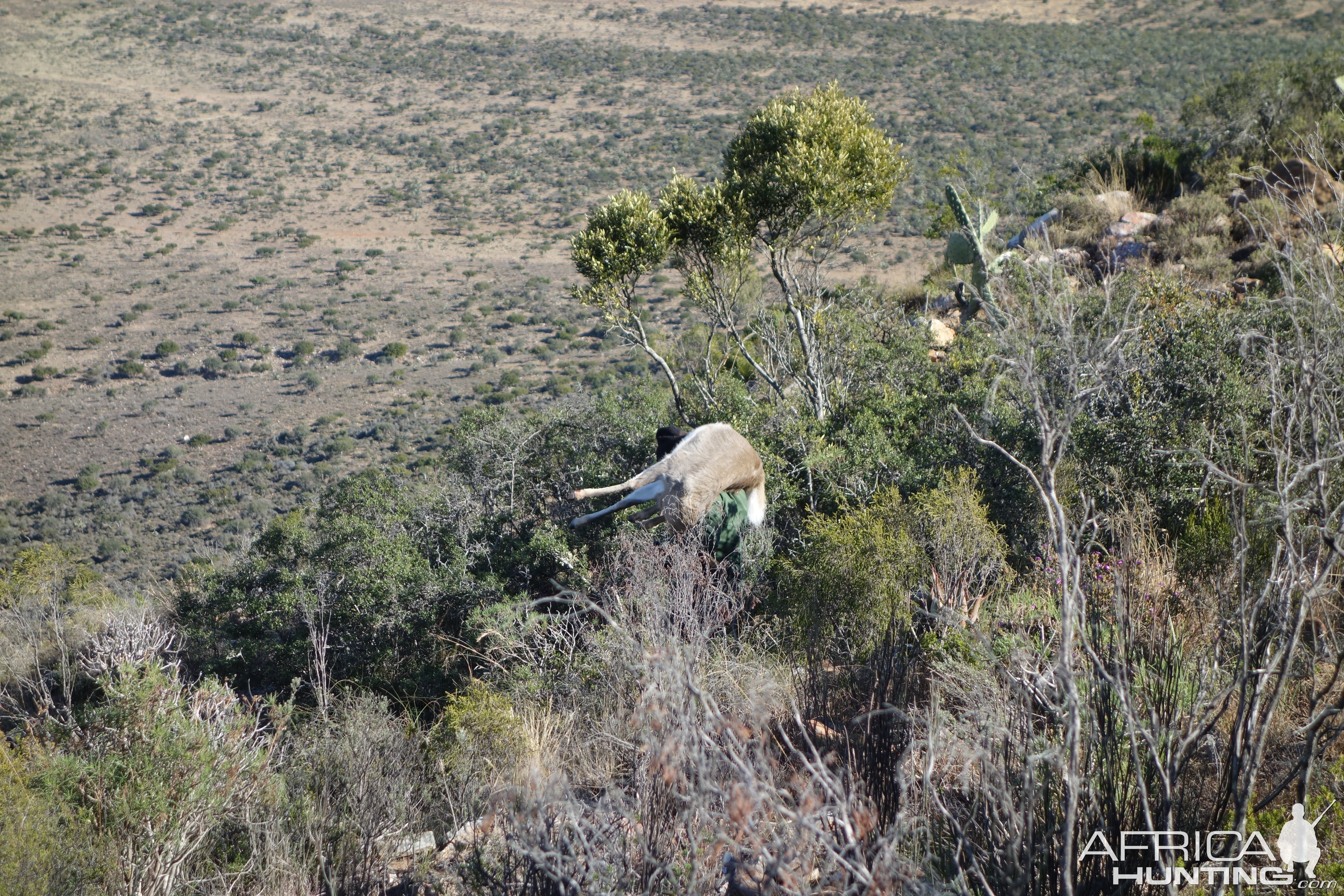 Hunt Mountain Reedbuck South Africa