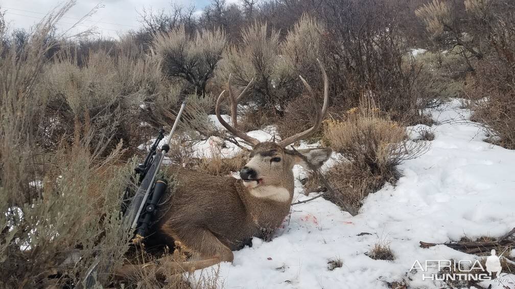 Hunt Mule Deer in USA