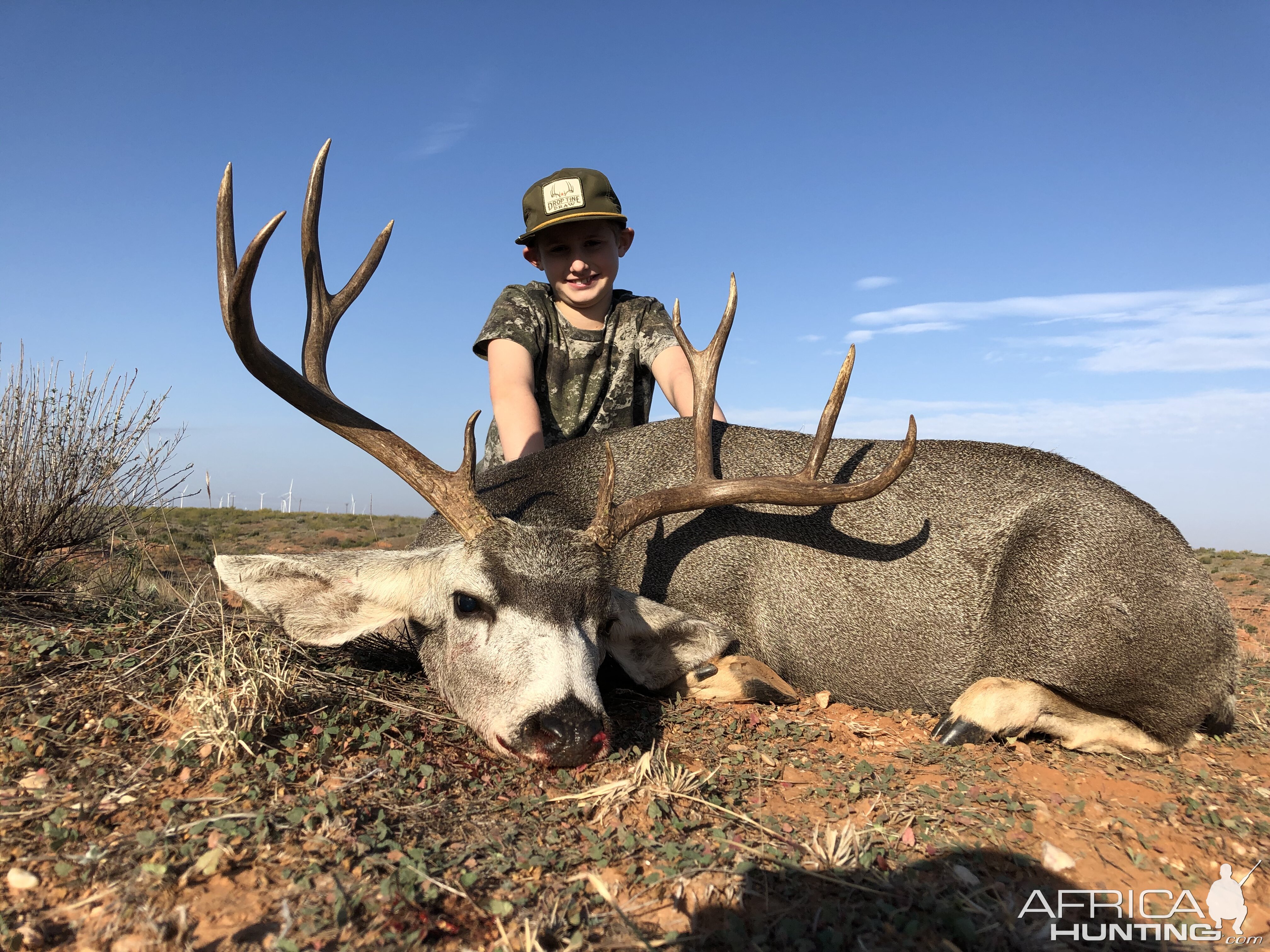 Hunt Mule Deer Texas USA