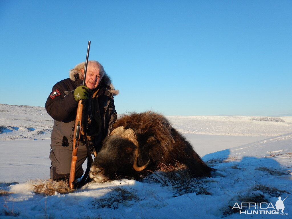 Hunt Muskox Greenland