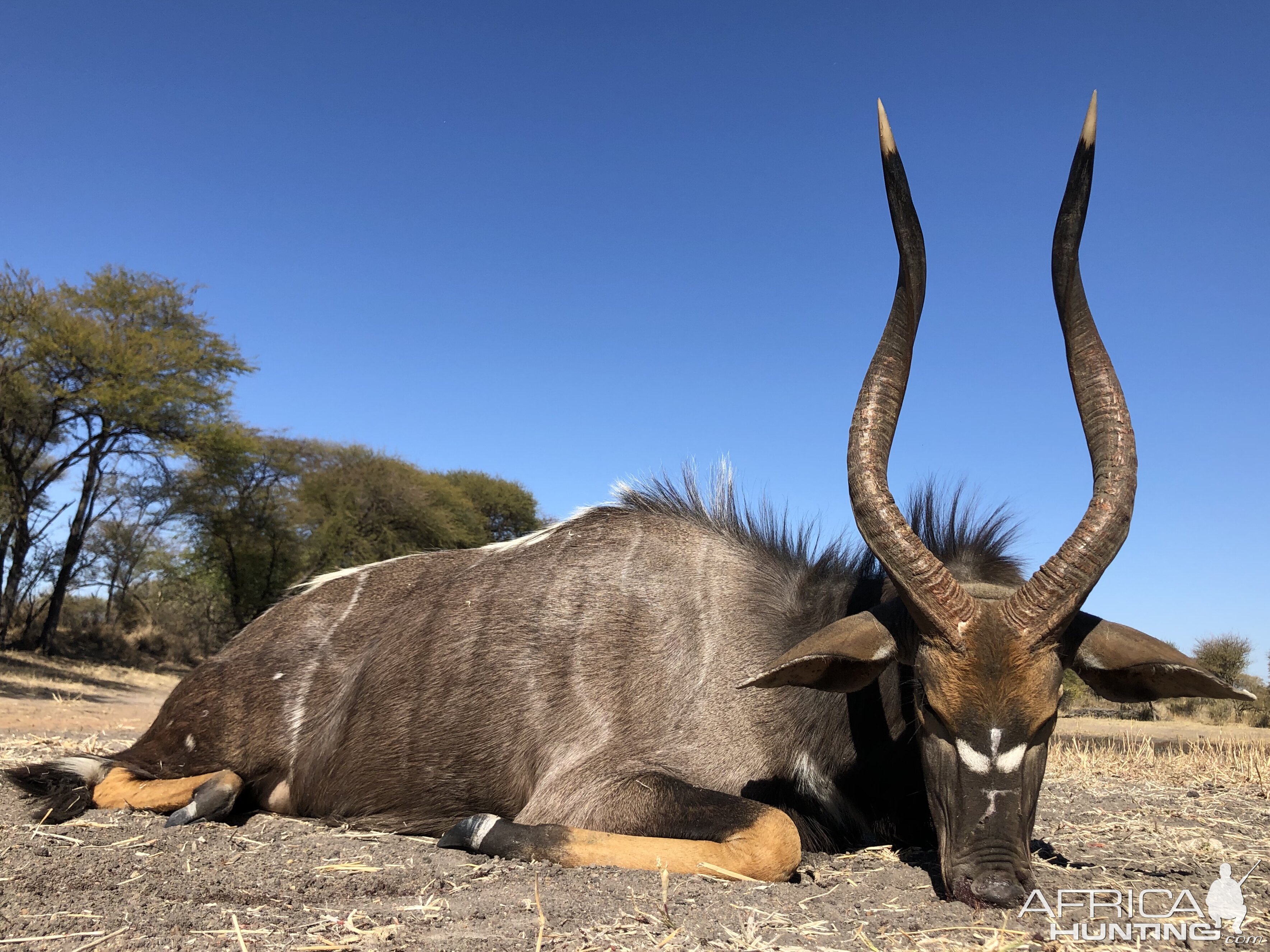 Hunt Nyala in South Africa