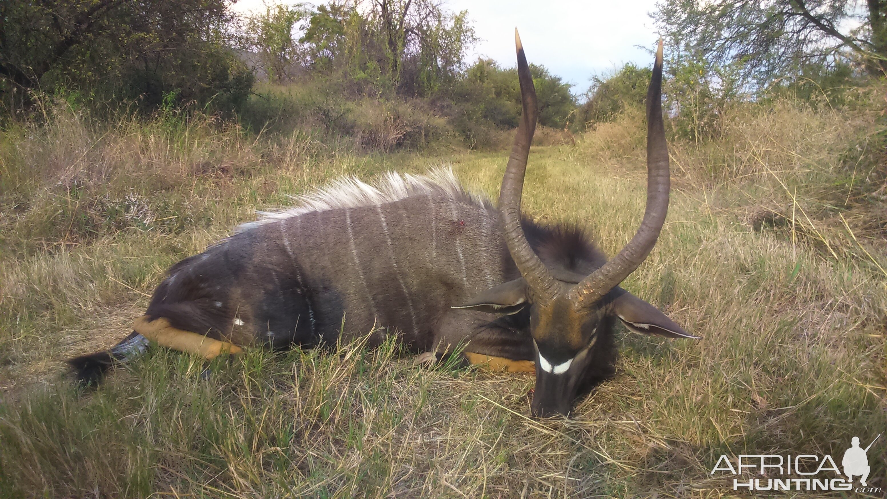 Hunt Nyala South Africa