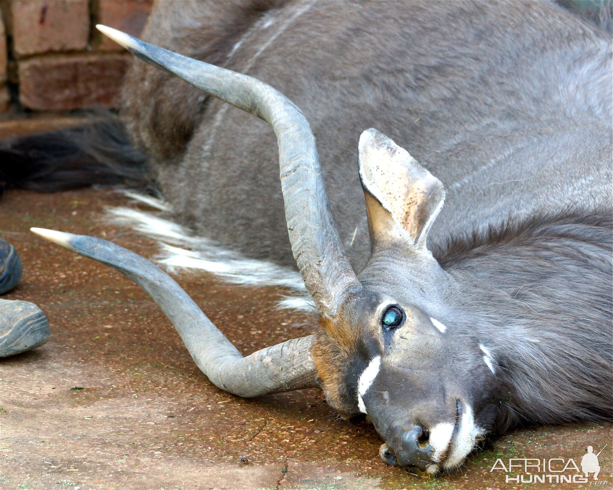 Hunt Nyala