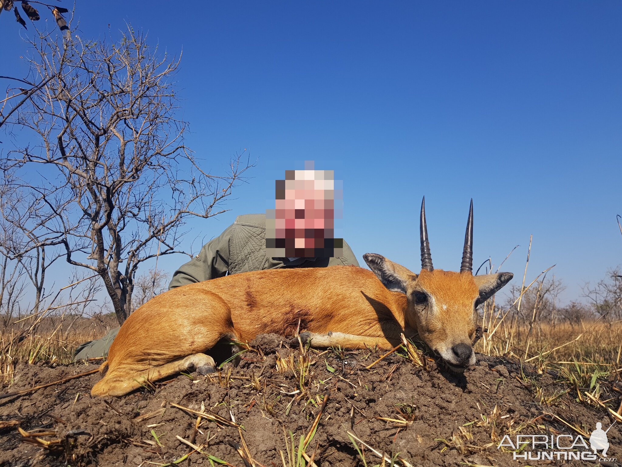 Hunt Oribi in Tanzania