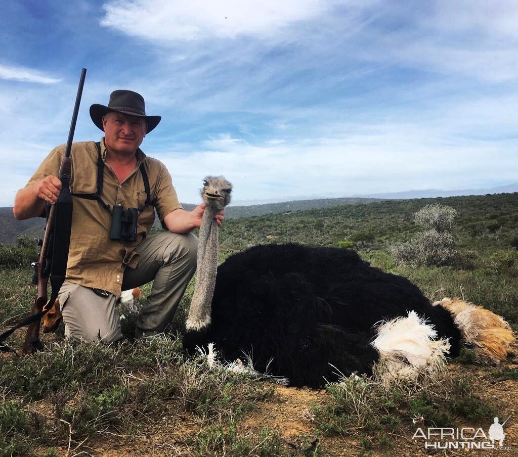 Hunt Ostrich in South Africa