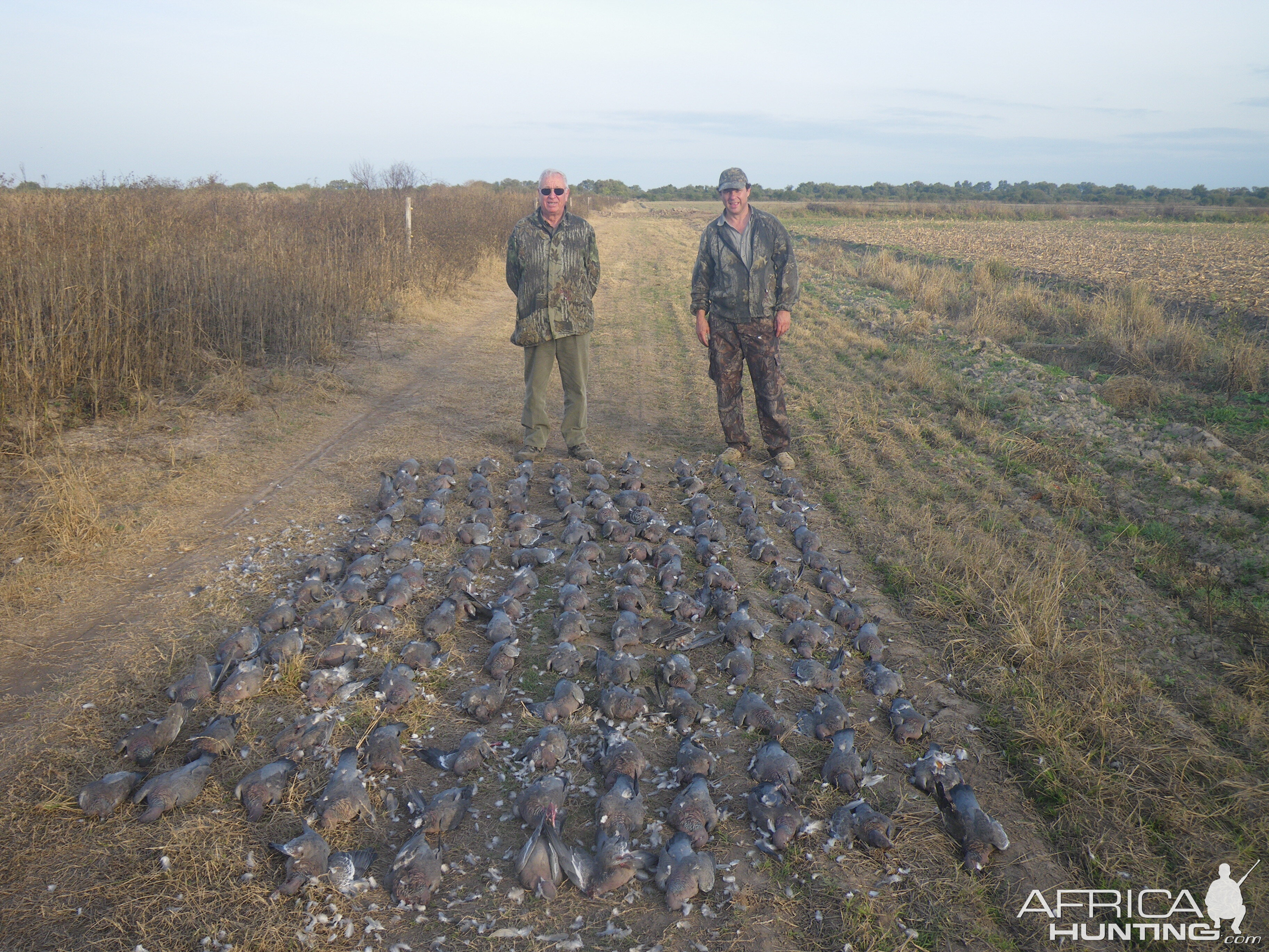 Hunt Pigeon in Argentina