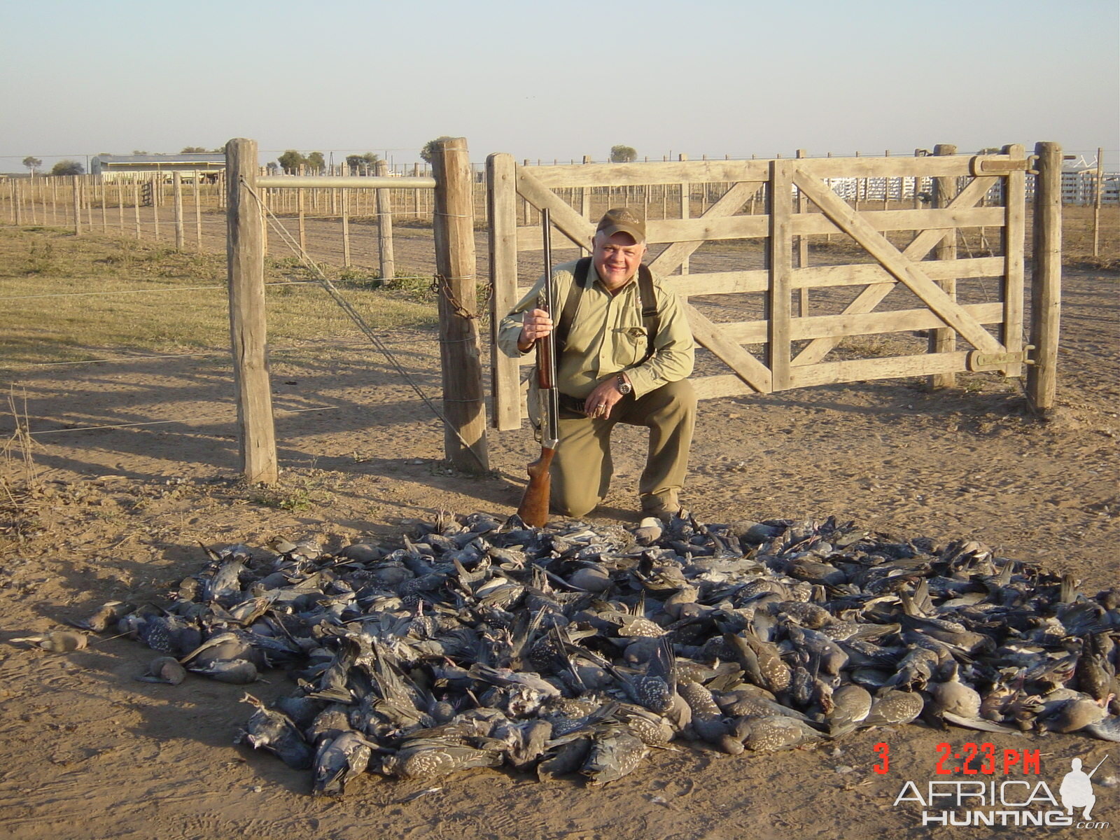 Hunt Pigeon in Argentina