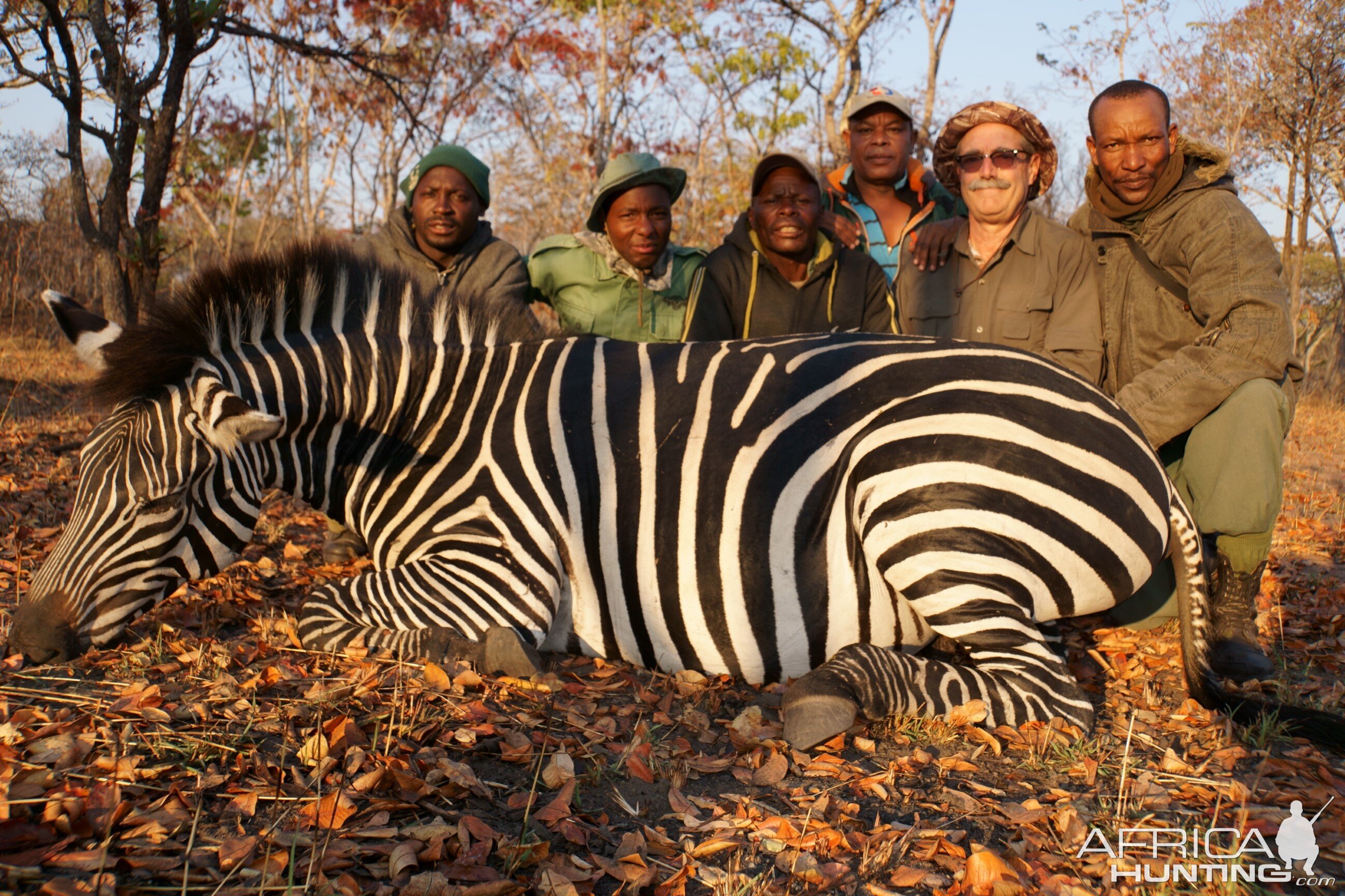 Hunt Plains Zebra in Tanzania