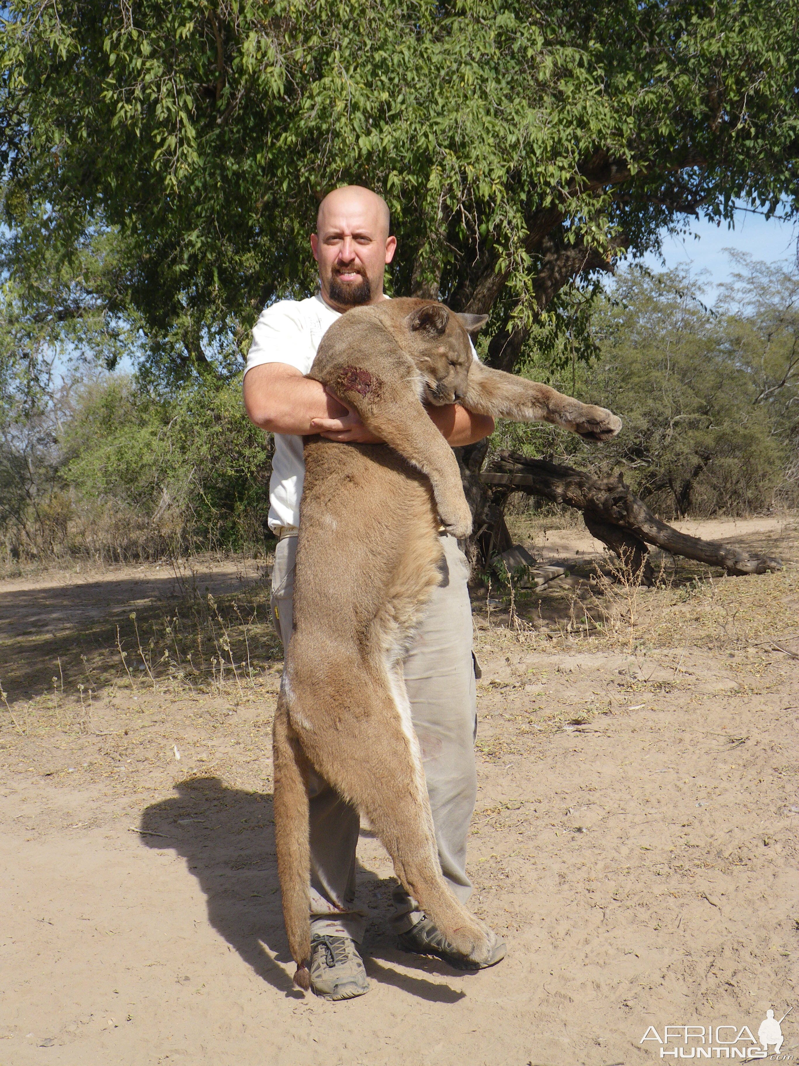 Hunt Puma in Argentina