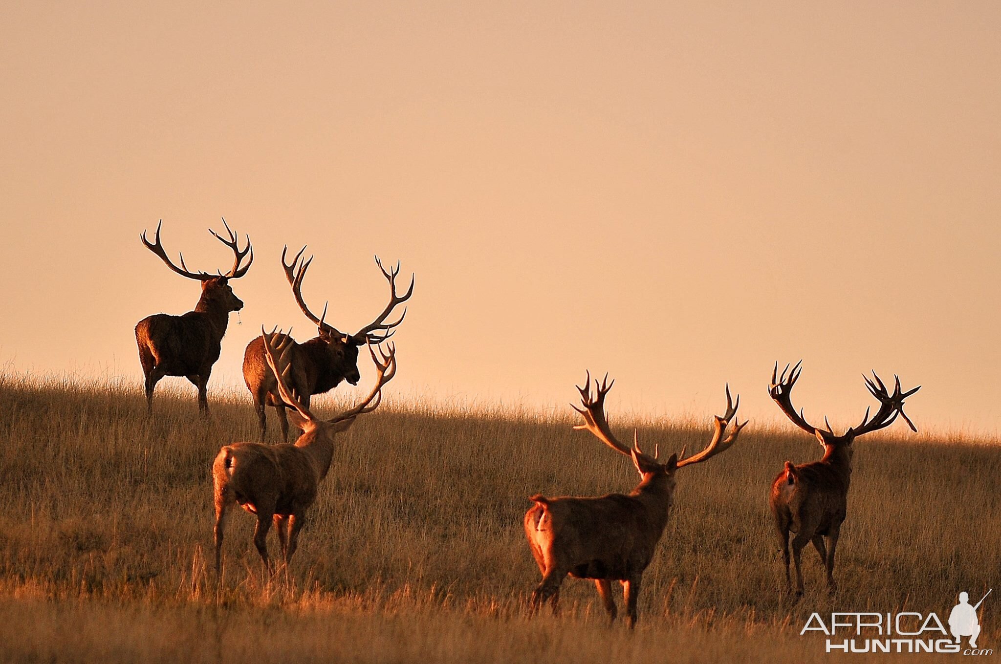 Hunt Red Deer France