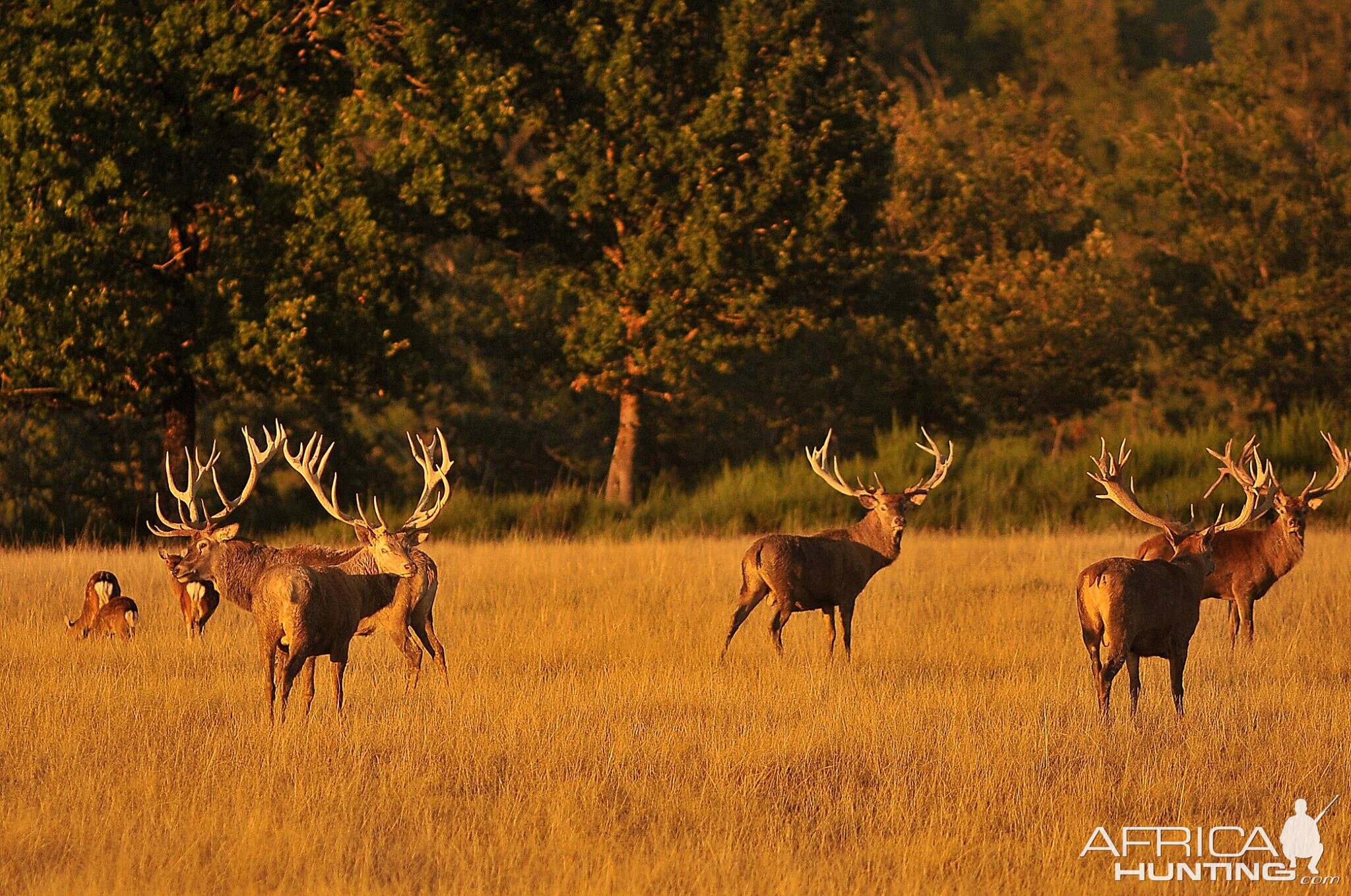 Hunt Red Deer France