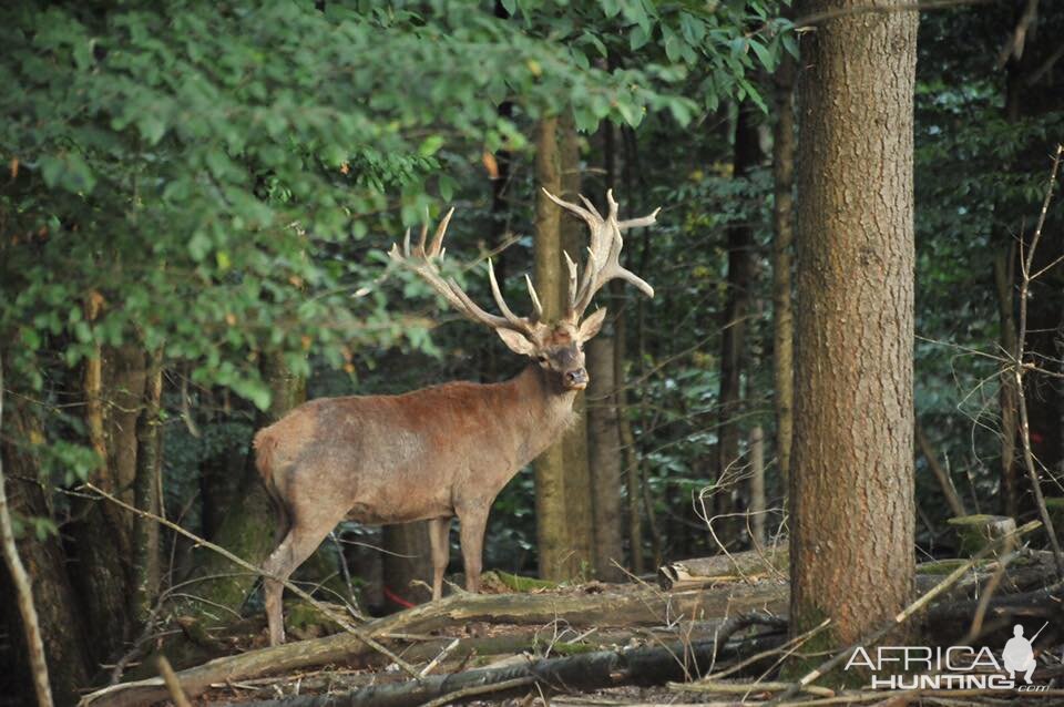 Hunt Red Deer France