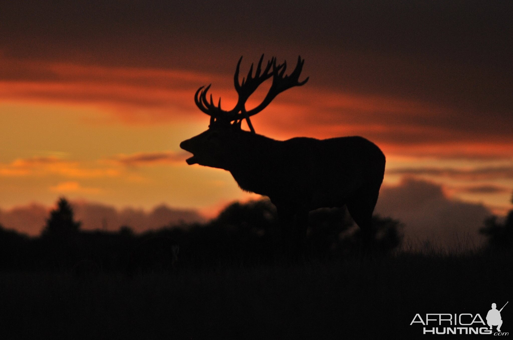 Hunt Red Deer in France