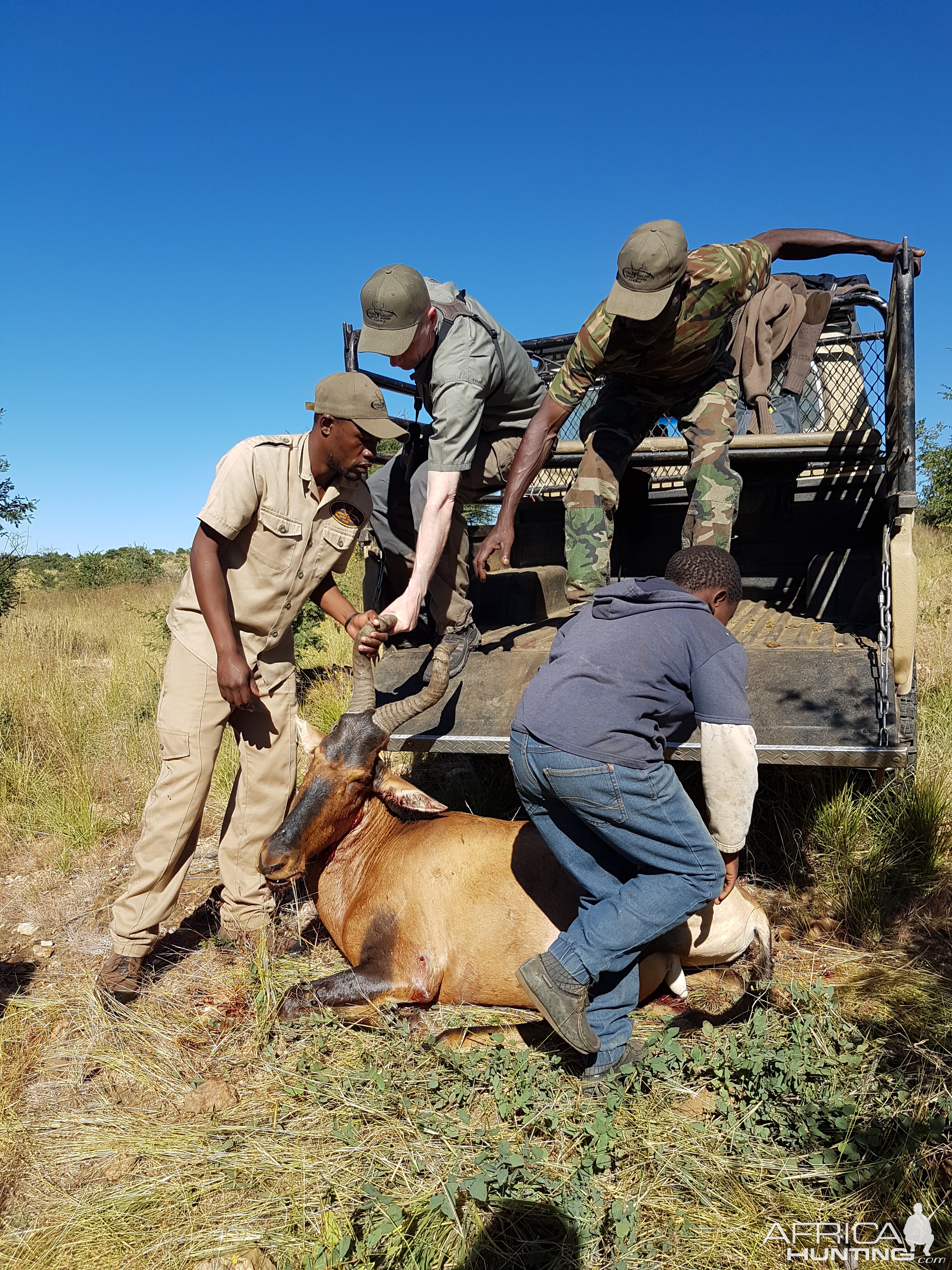 Hunt Red Hartebeest in Namibia