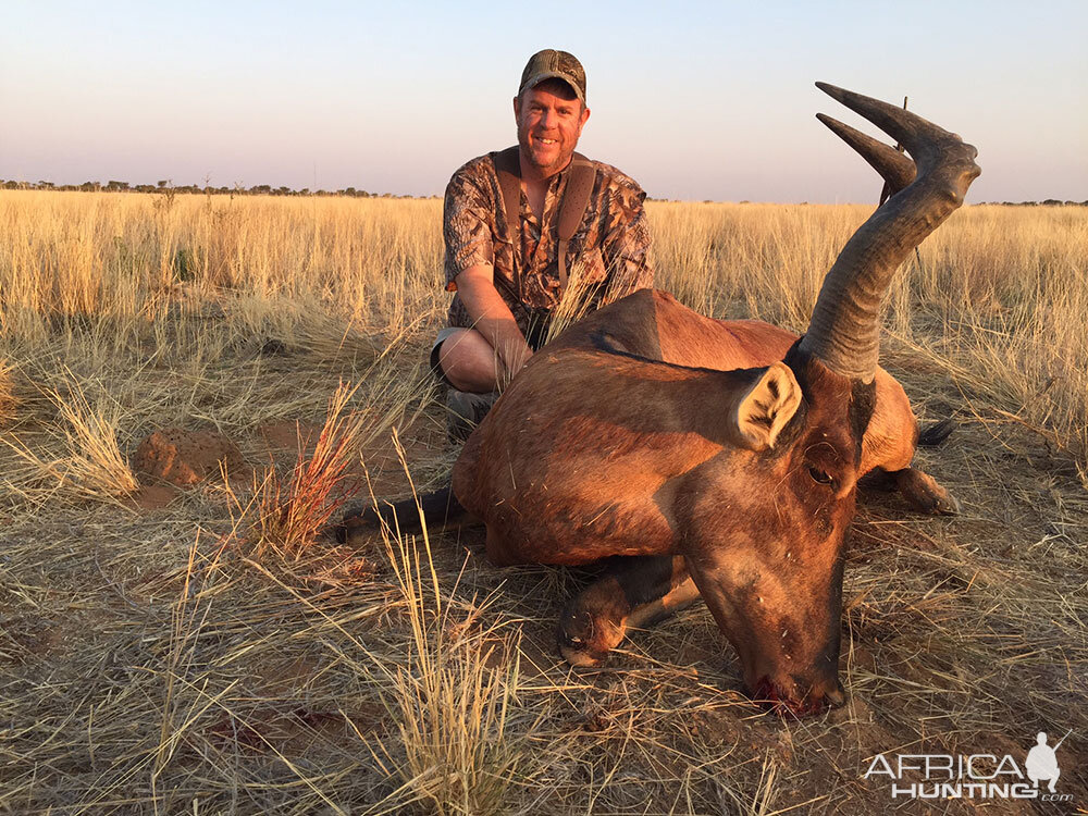 Hunt Red Hartebeest in Namibia