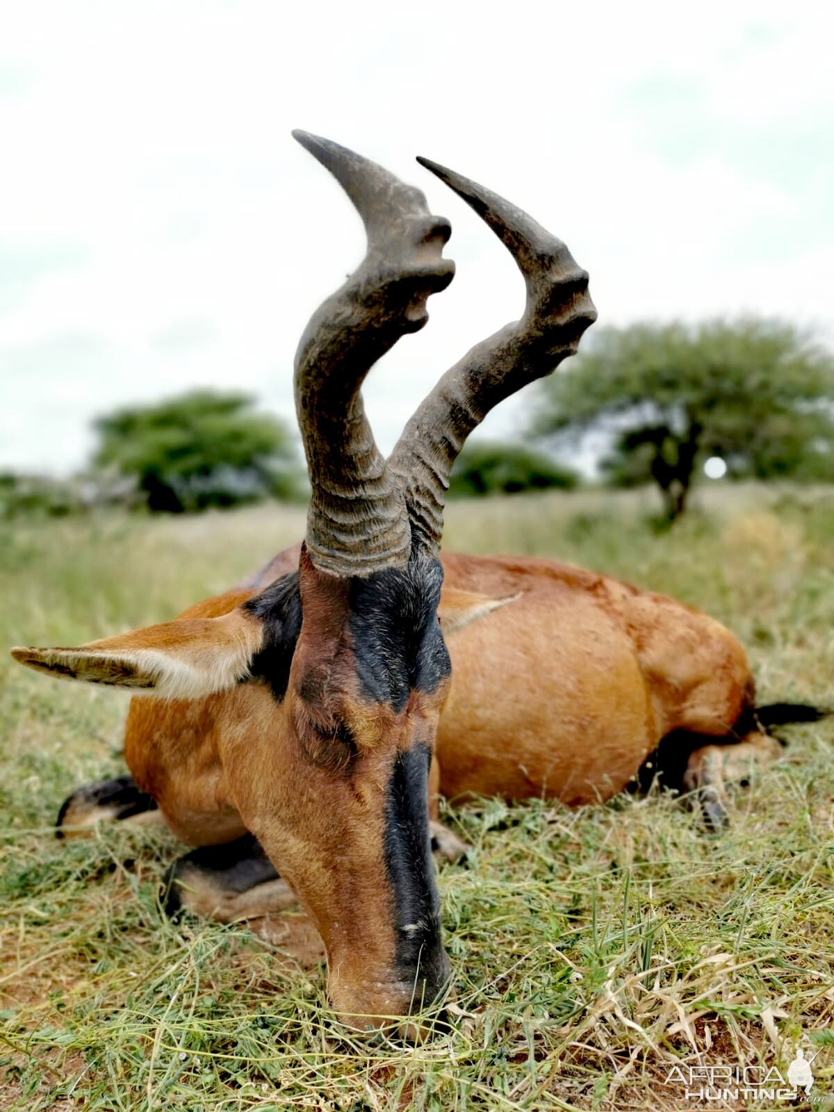 Hunt Red Hartebeest in South Africa