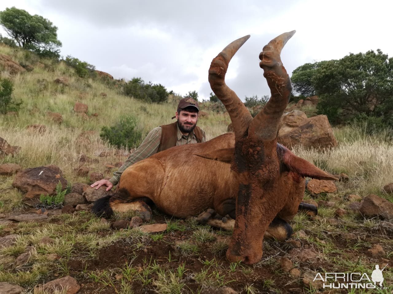 Hunt Red Hartebeest in South Africa