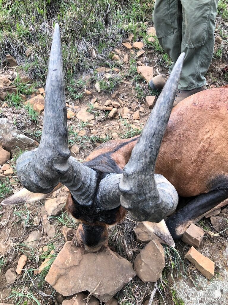 Hunt Red Hartebeest in South Africa