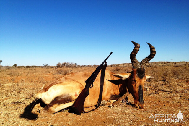 Hunt Red Hartebeest in South Africa