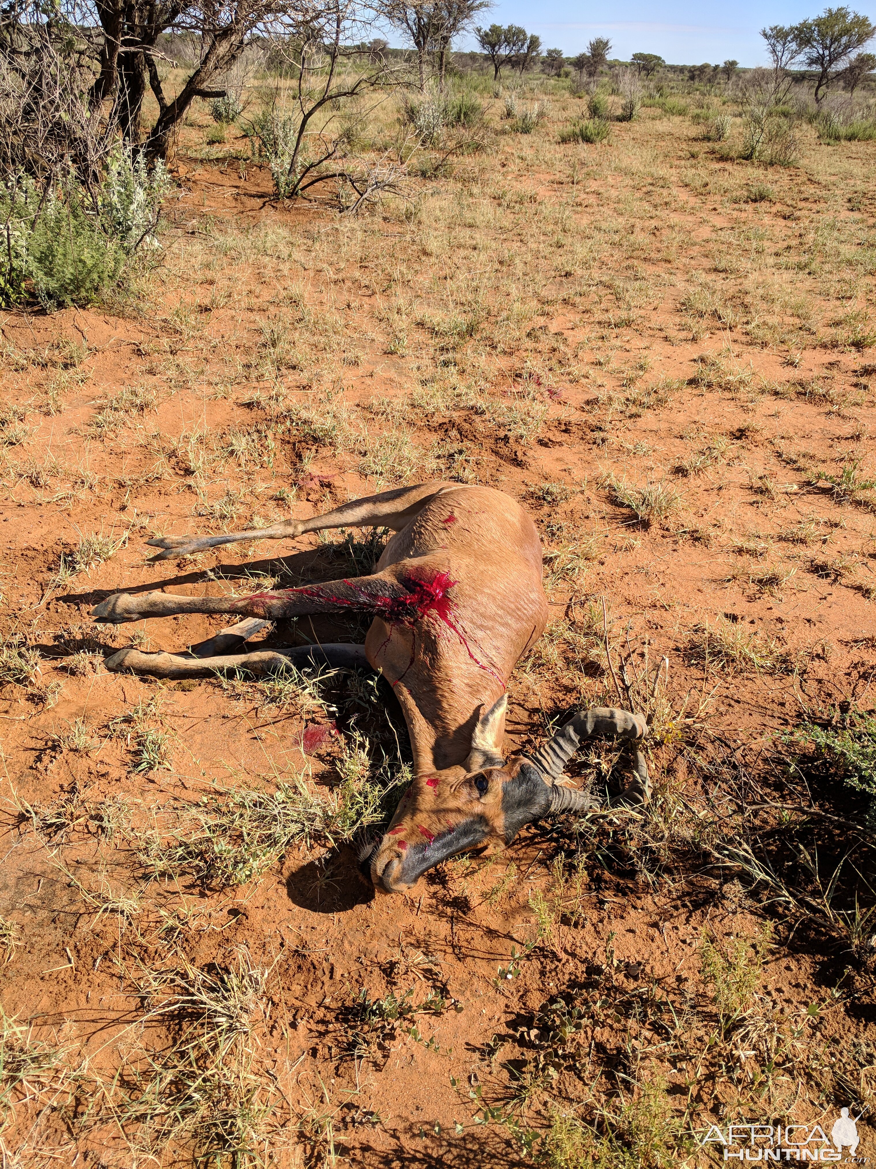 Hunt Red Hartebeest Namibia