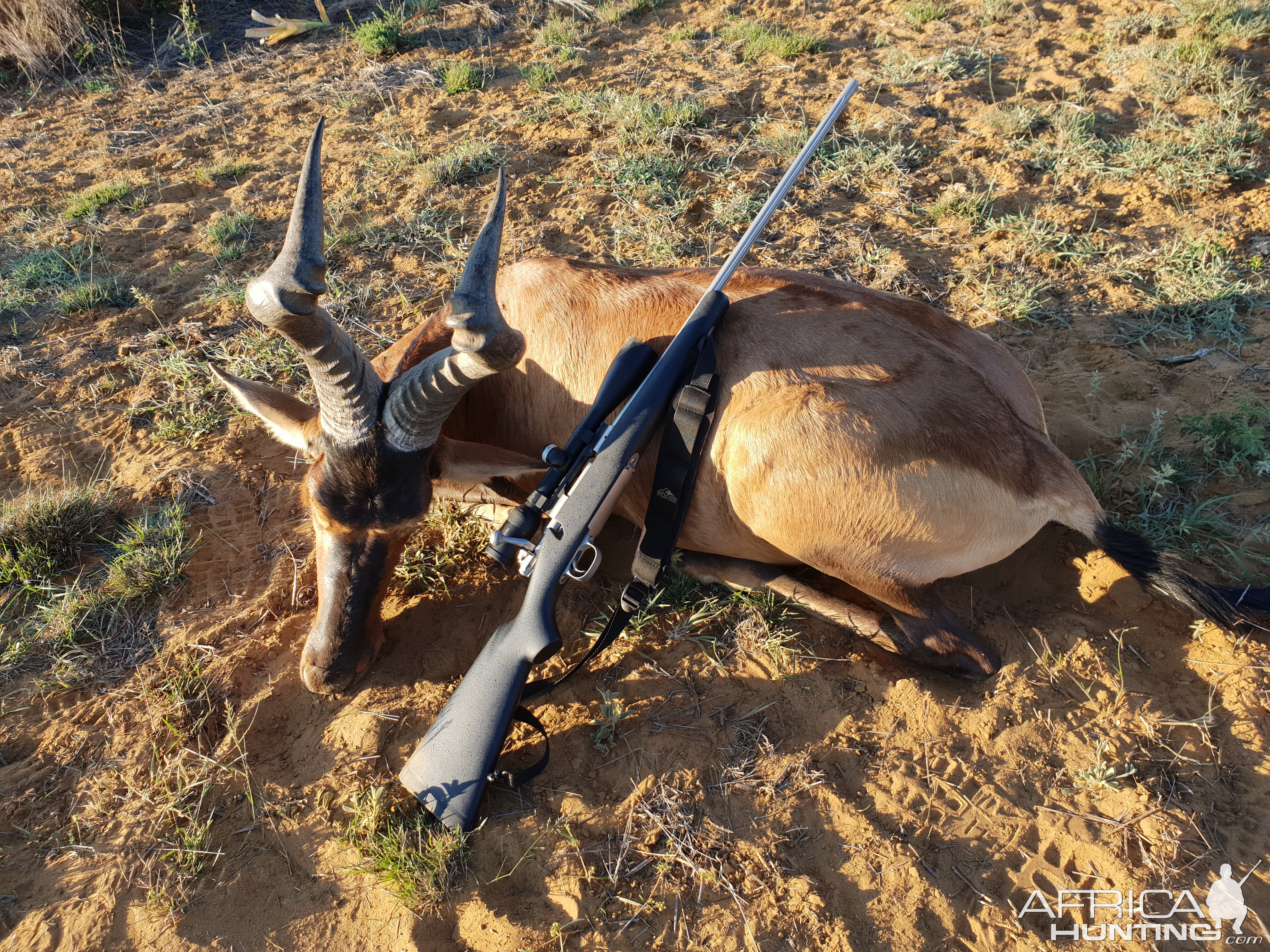 Hunt Red Hartebeest Namibia