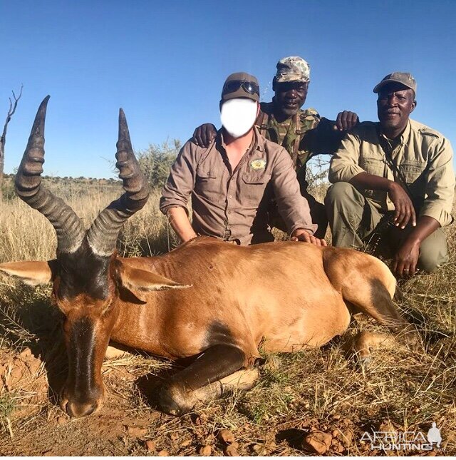 Hunt Red Hartebeest Namibia