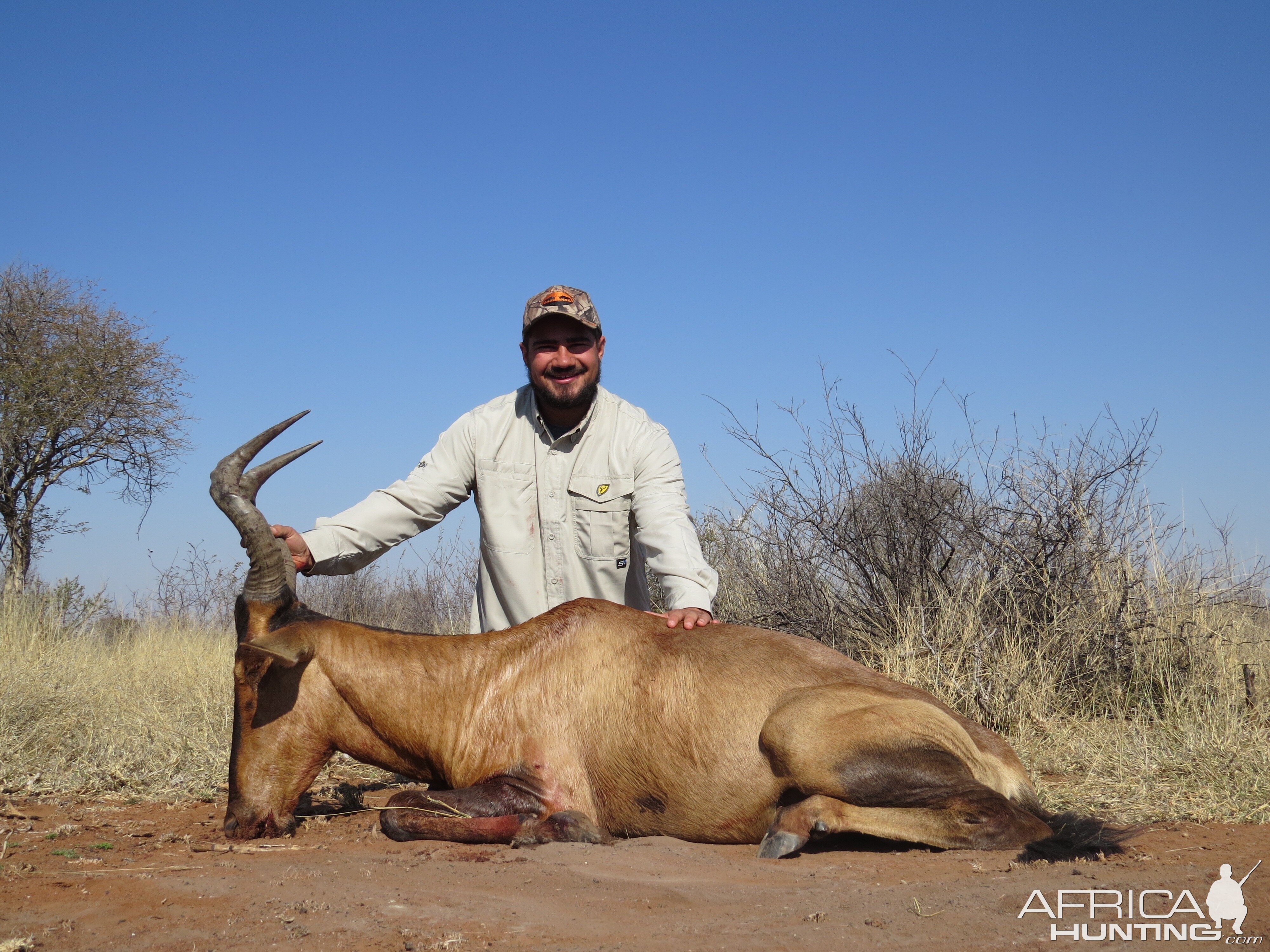 Hunt Red Hartebeest South Africa