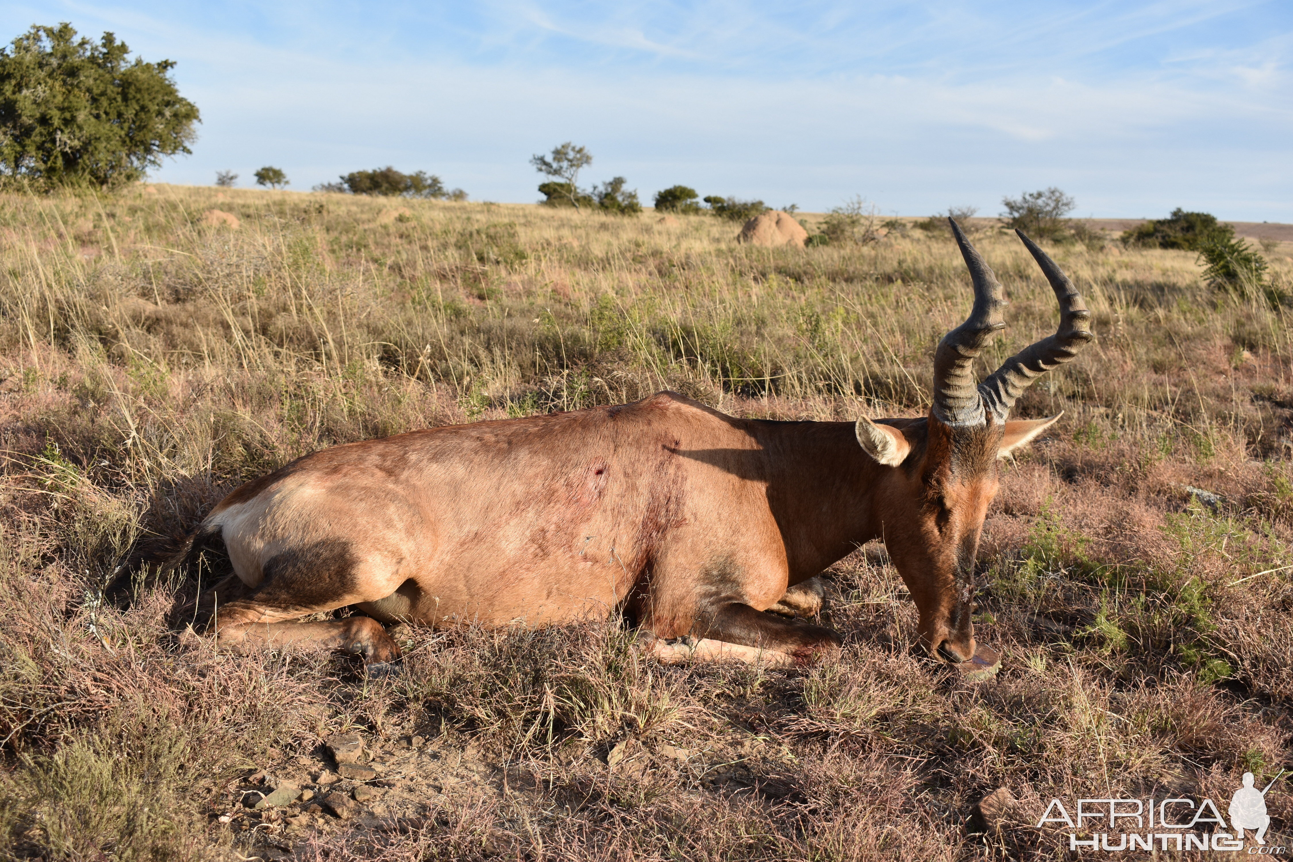 Hunt Red Hartebeest South Africa