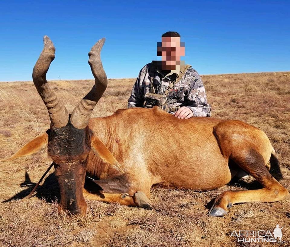 Hunt Red Hartebeest South Africa