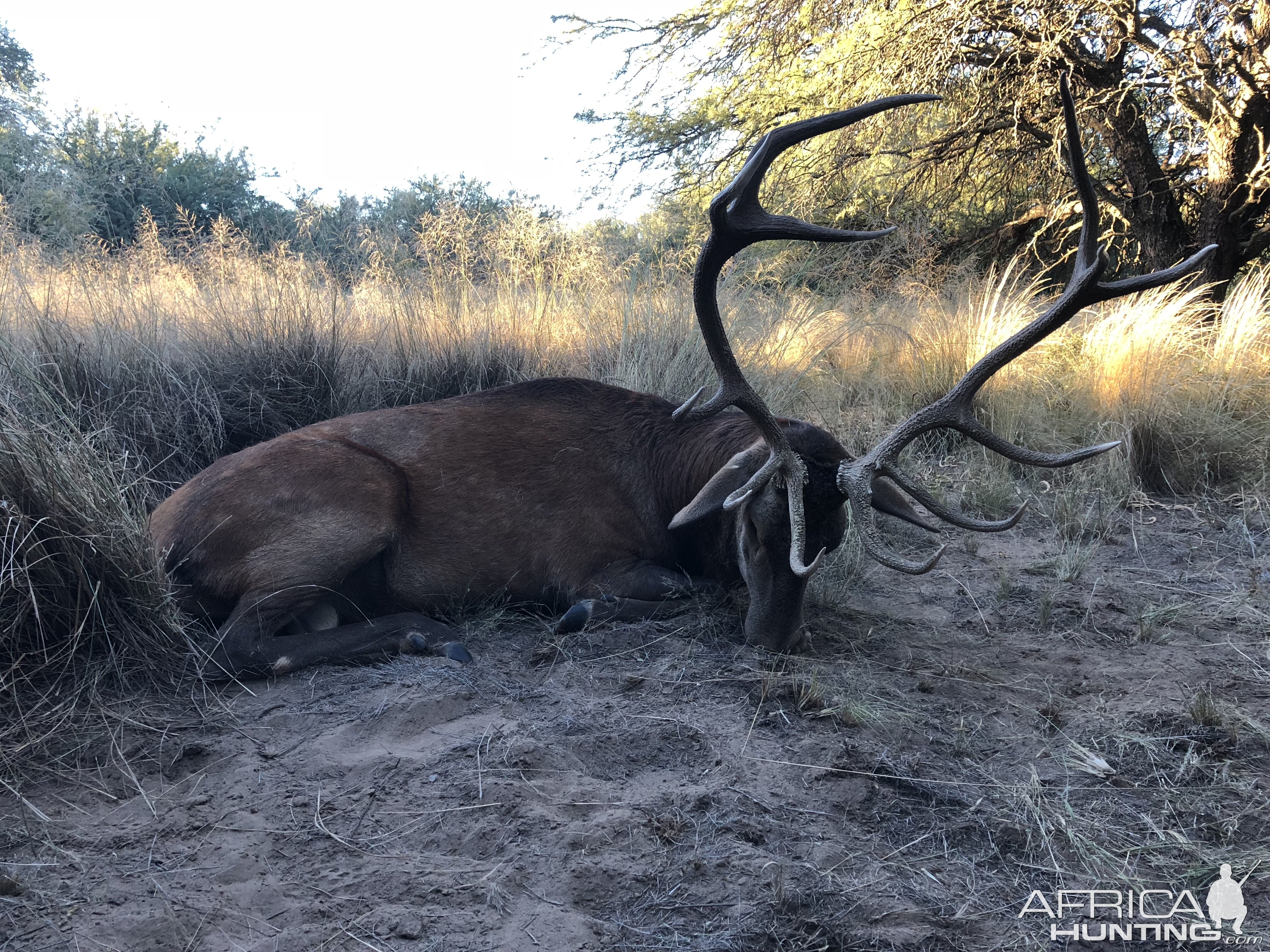 Hunt Red Stag Argentina