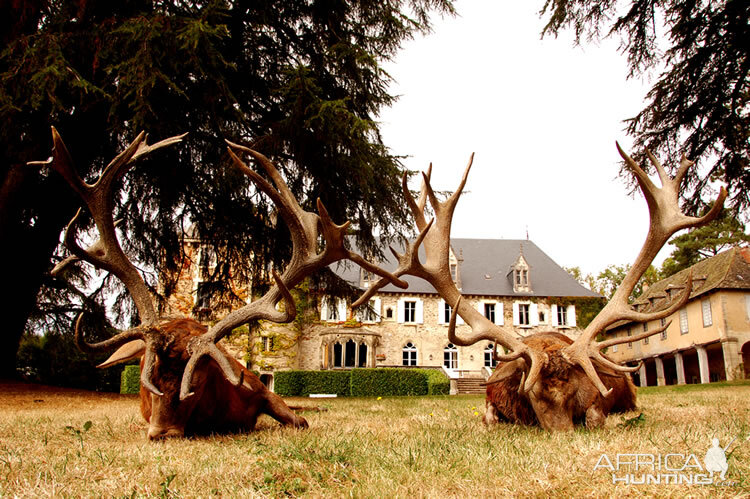 Hunt Red Stag France