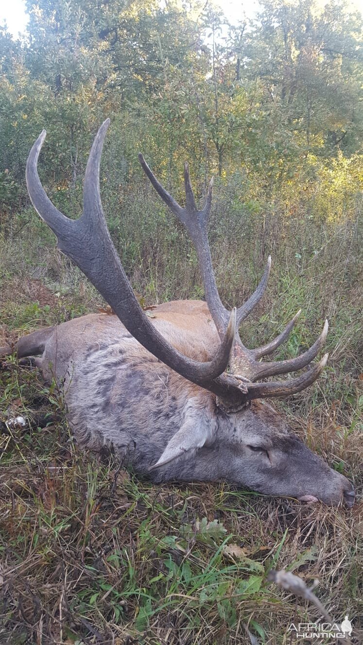 Hunt Red Stag in Romania