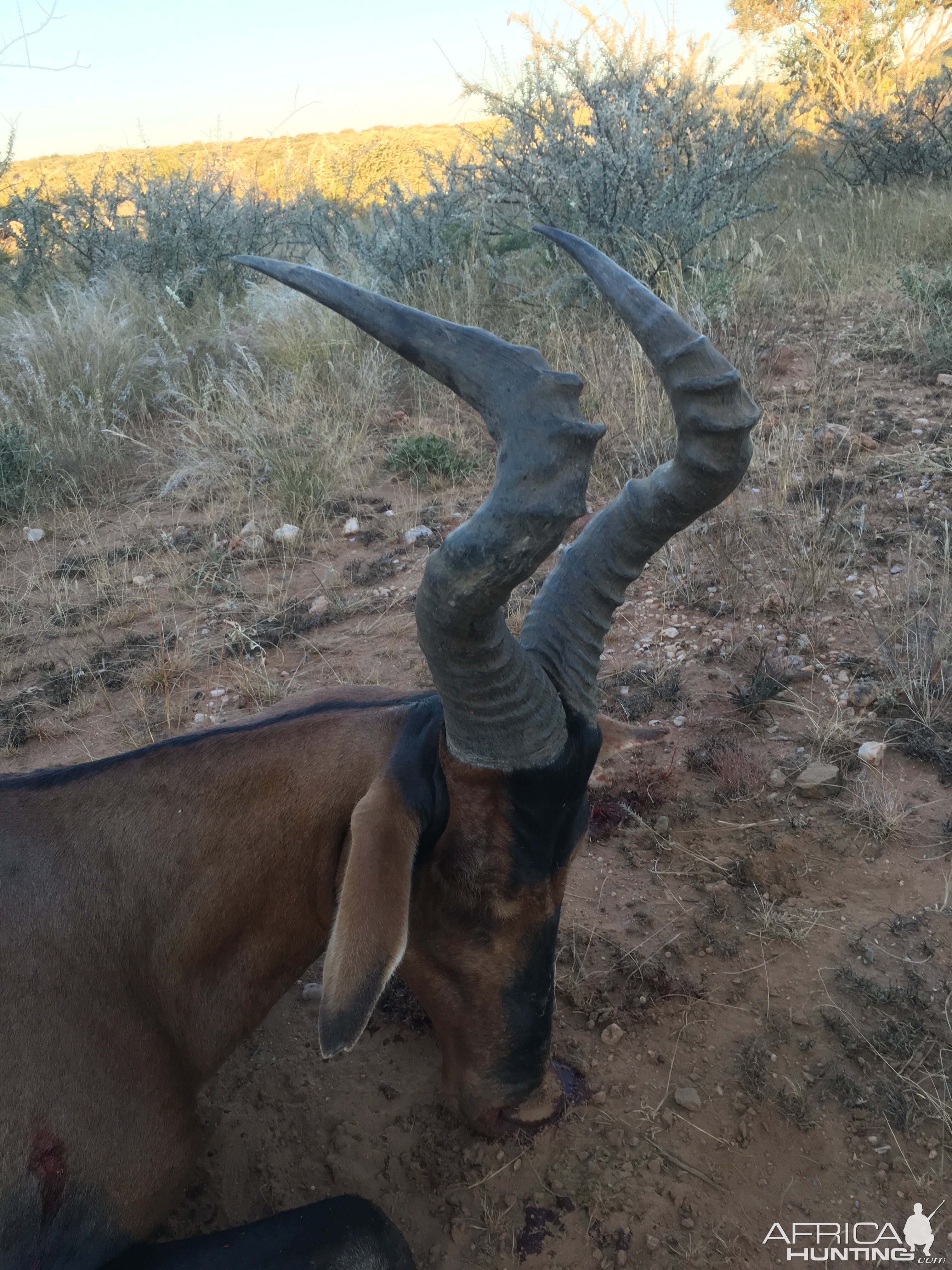 Hunt Red Wildebeest in Namibia