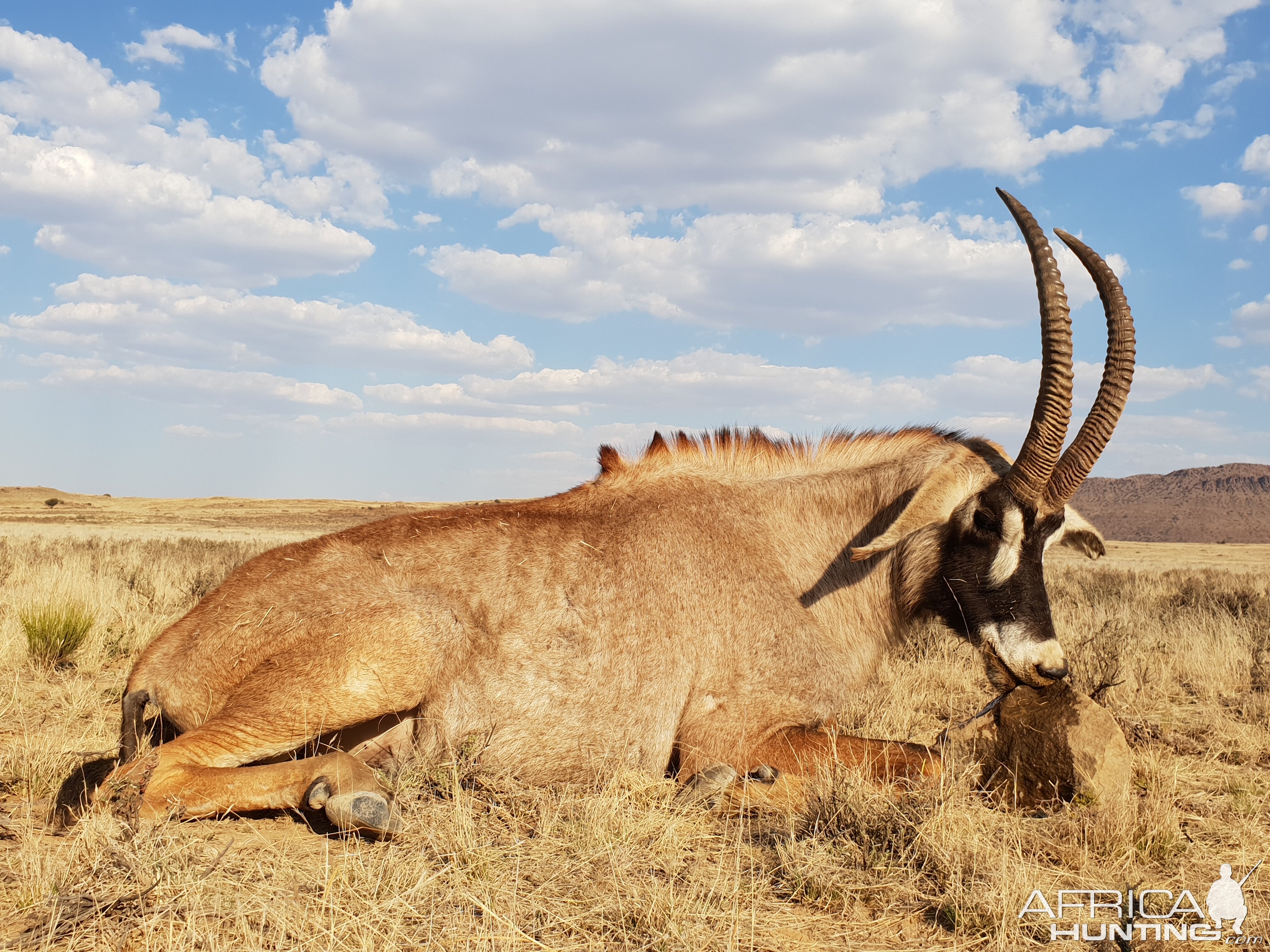 Hunt Roan Antelope in South Africa