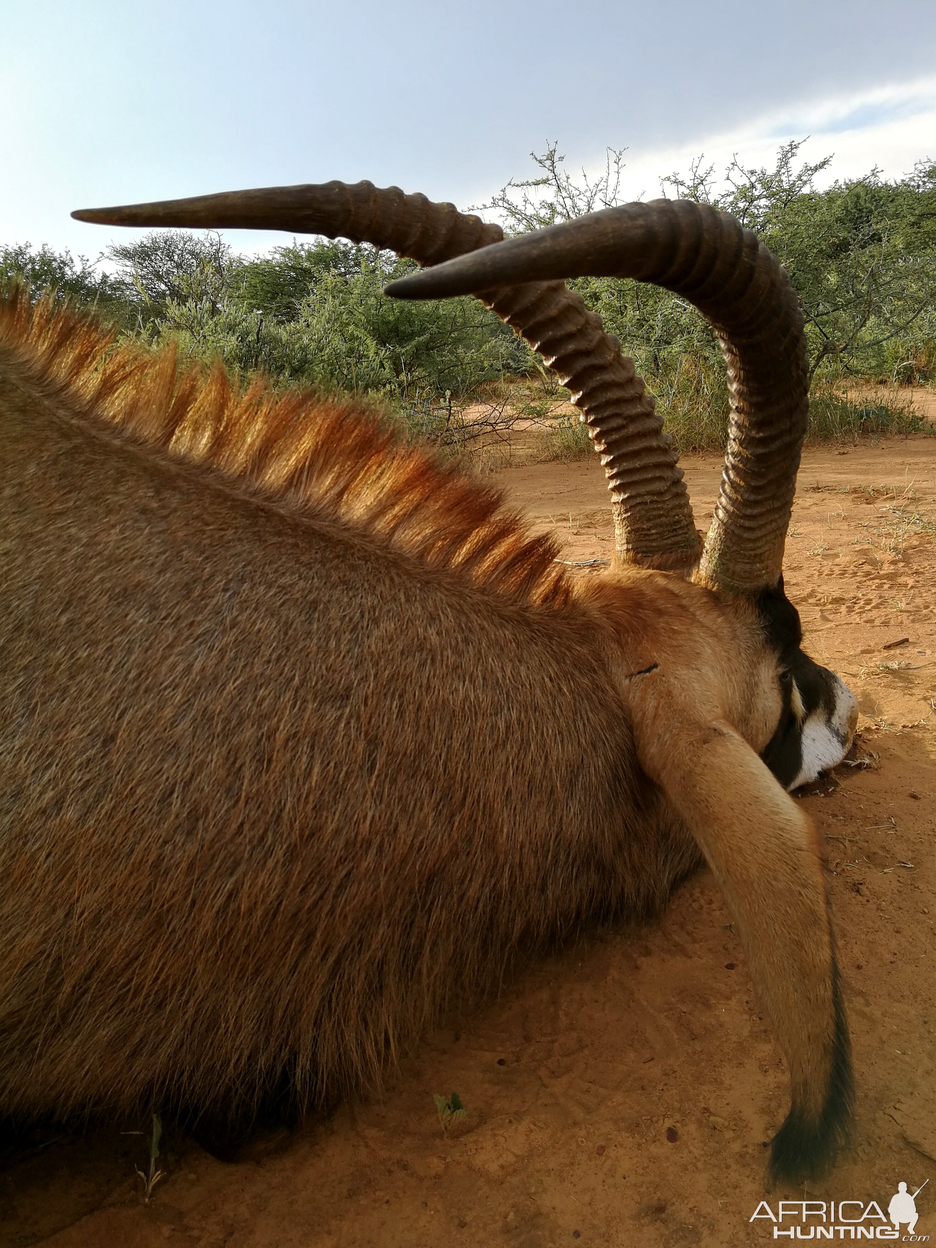 Hunt Roan in South Africa