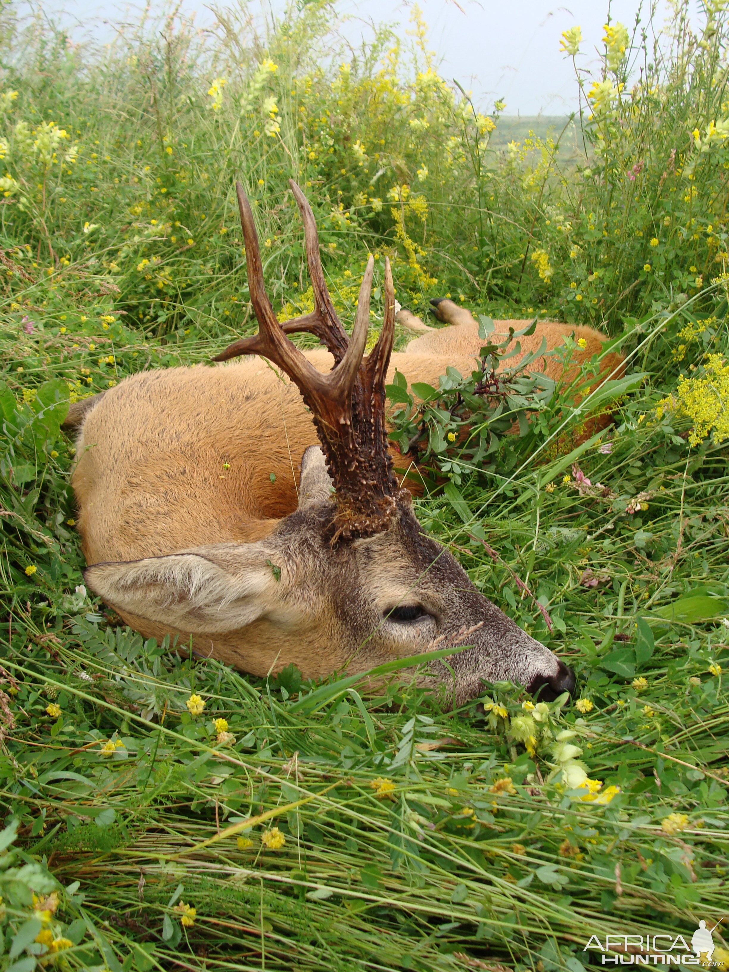 Hunt Roe Deer in Romania