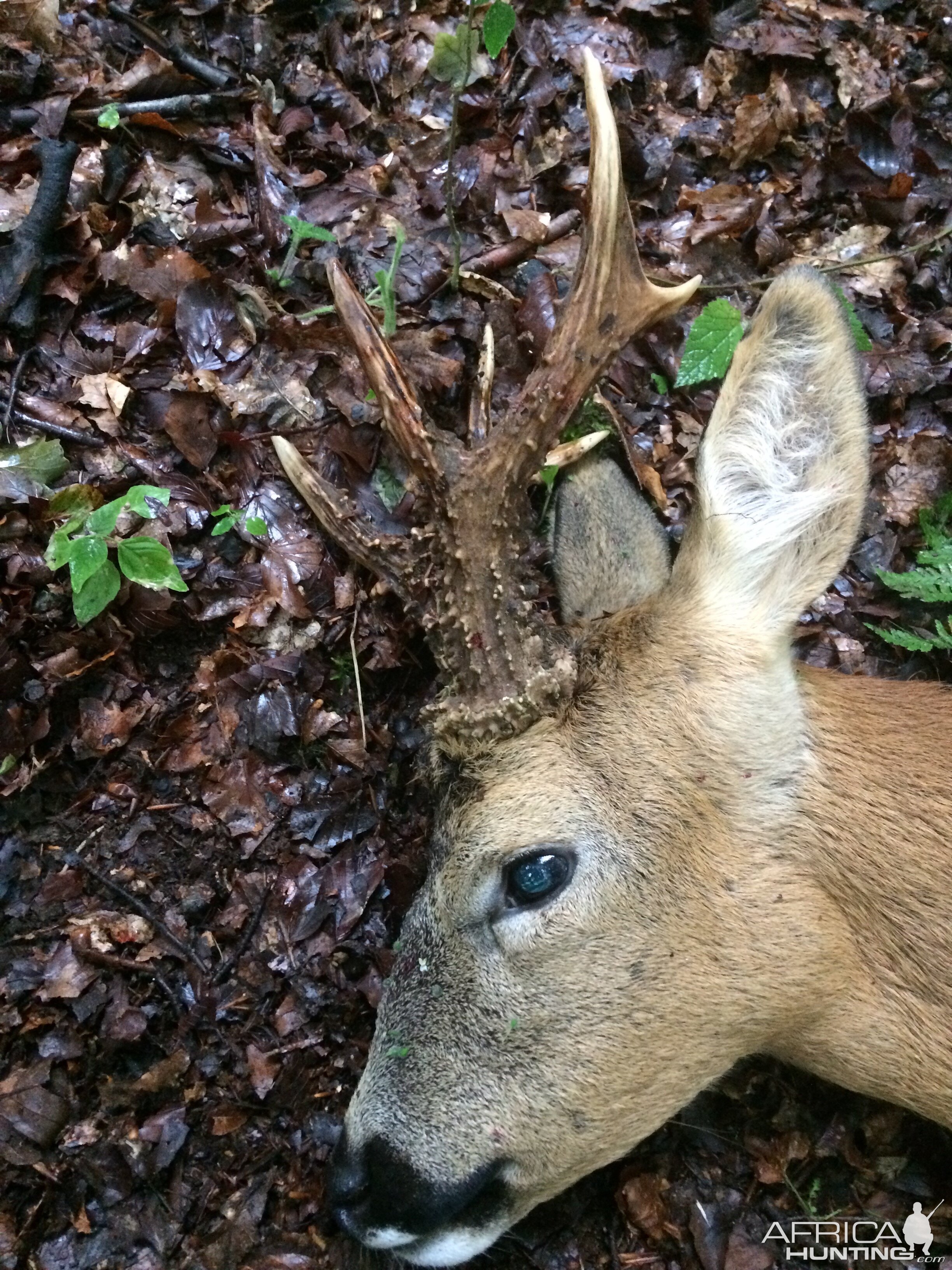 Hunt Roe Deer