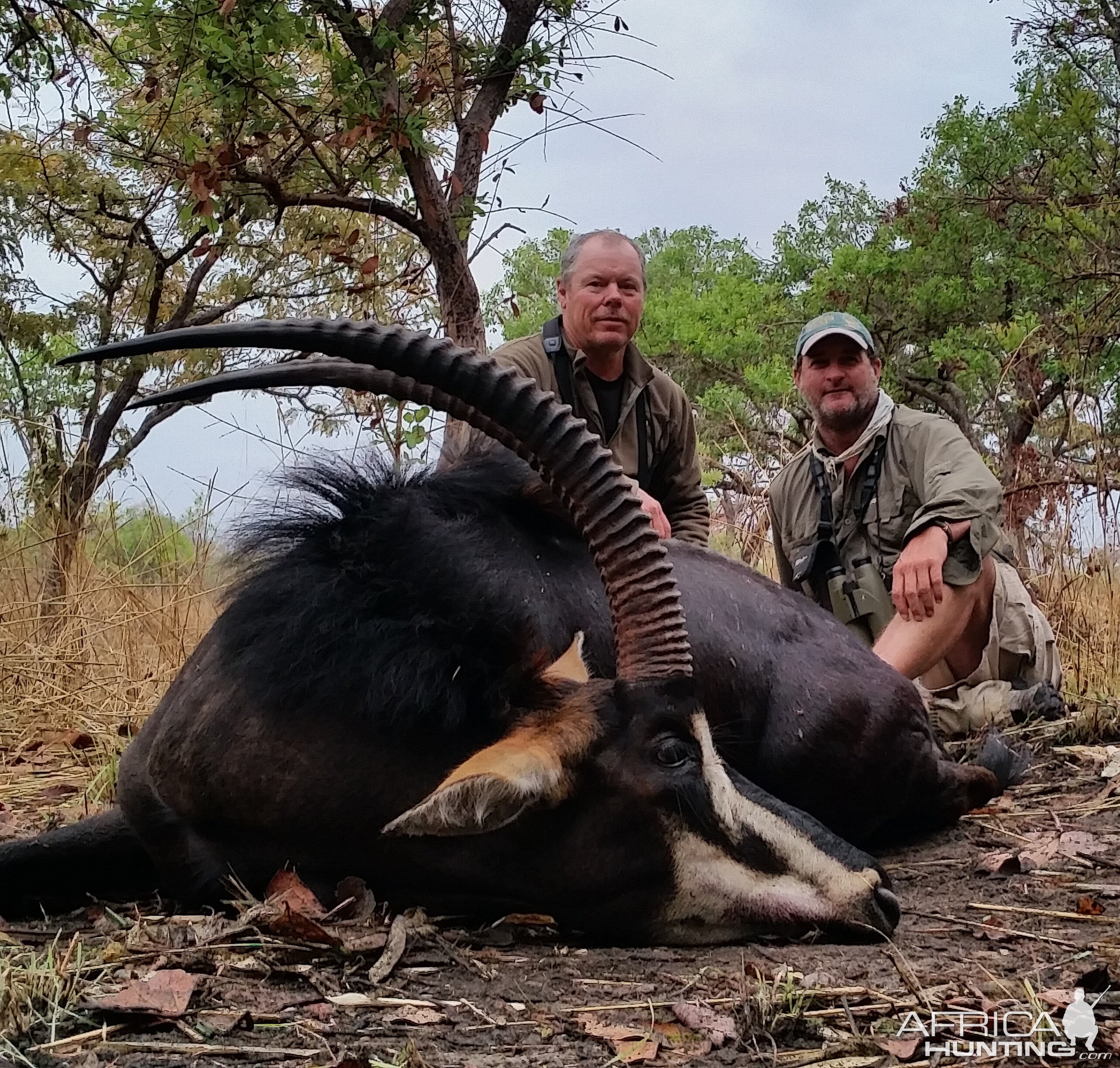 Hunt Sable Antelope in Mozambique