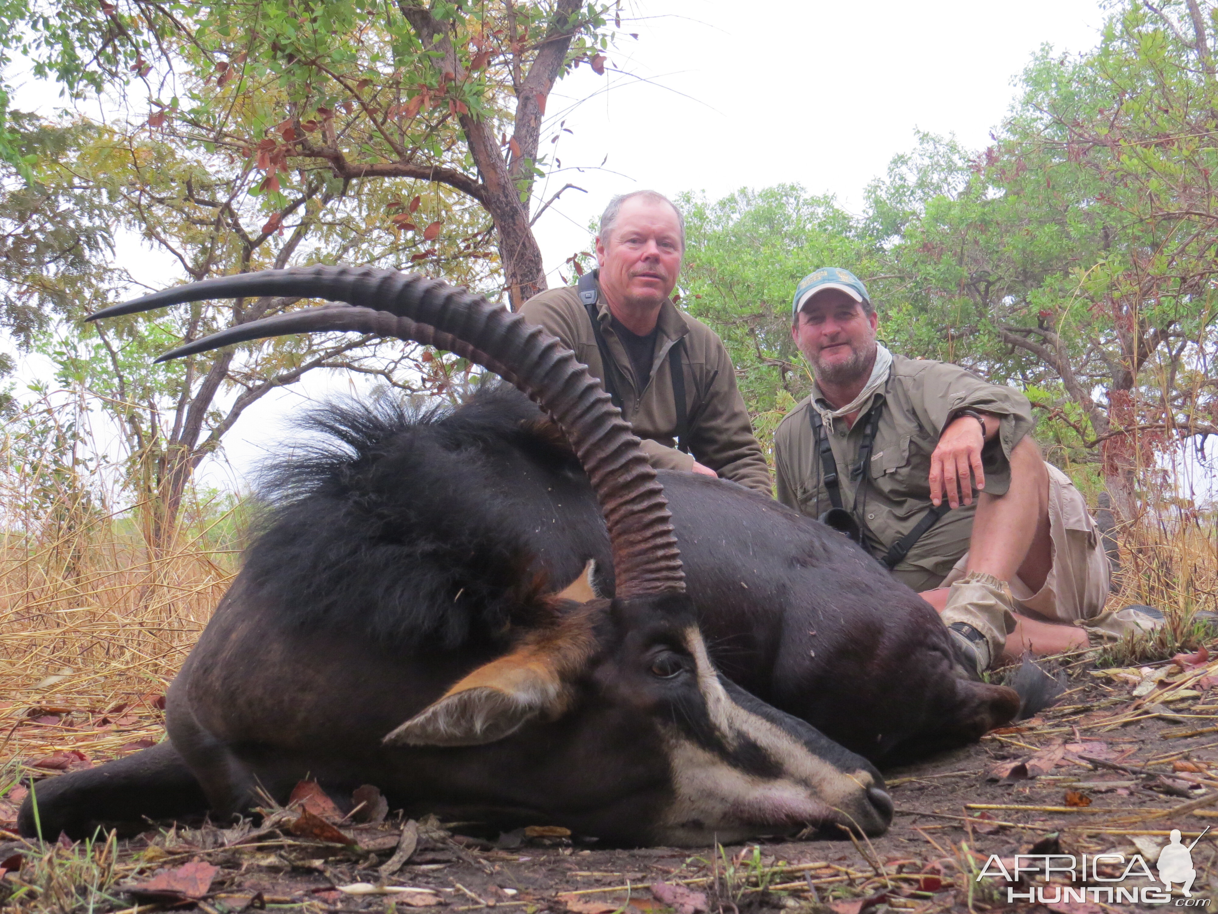 Hunt Sable Antelope in Mozambique