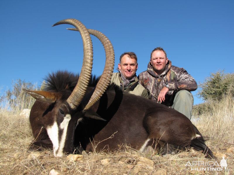 Hunt Sable Antelope in Namibia