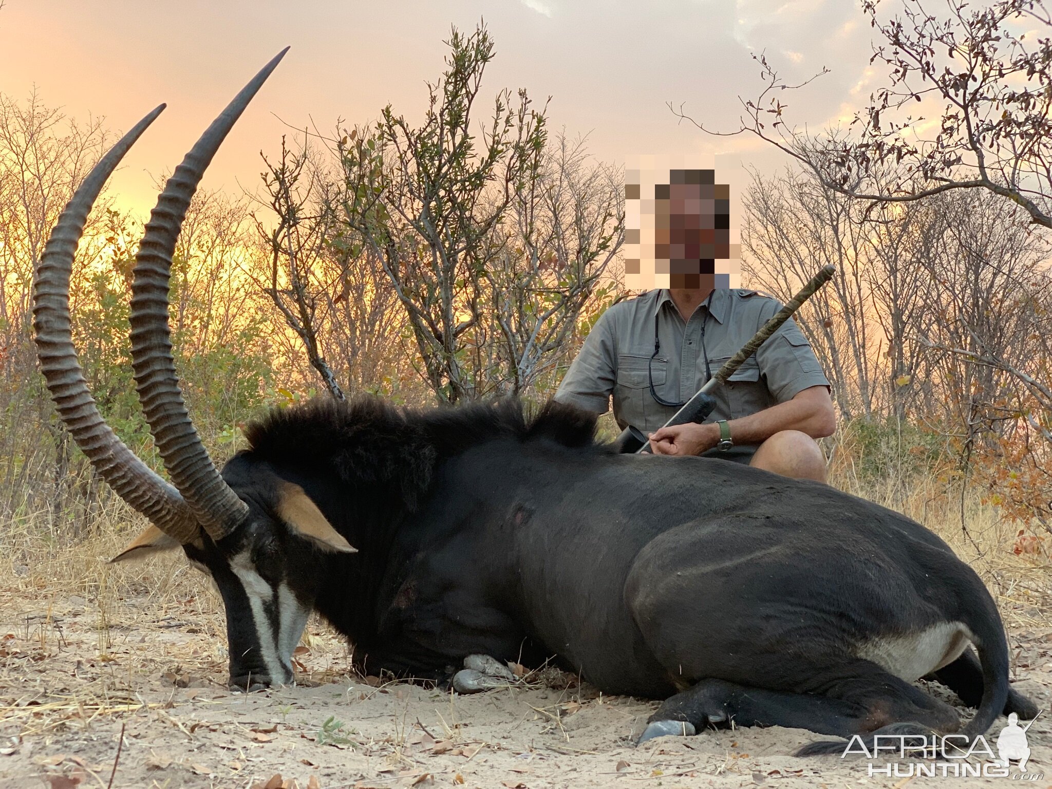 Hunt Sable Antelope in Namibia