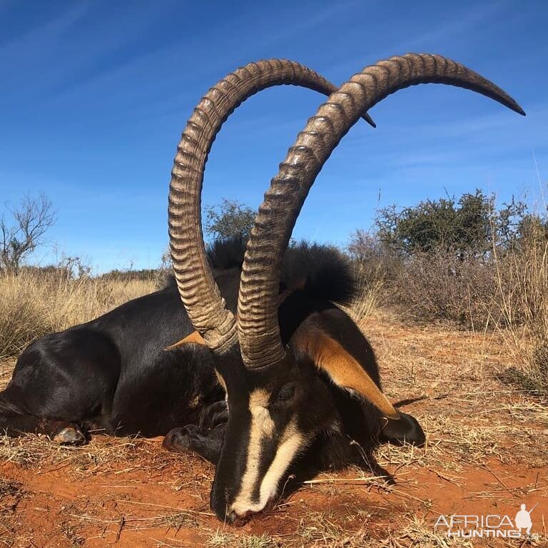 Hunt Sable Antelope in South Africa