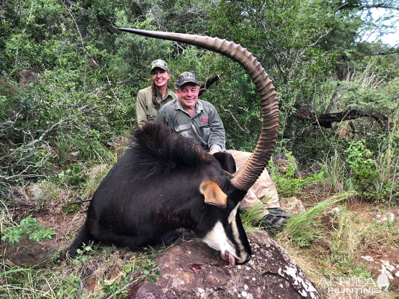 Hunt Sable Antelope in South Africa