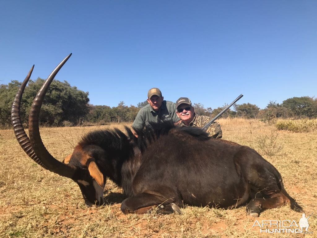 Hunt Sable Antelope in  South Africa