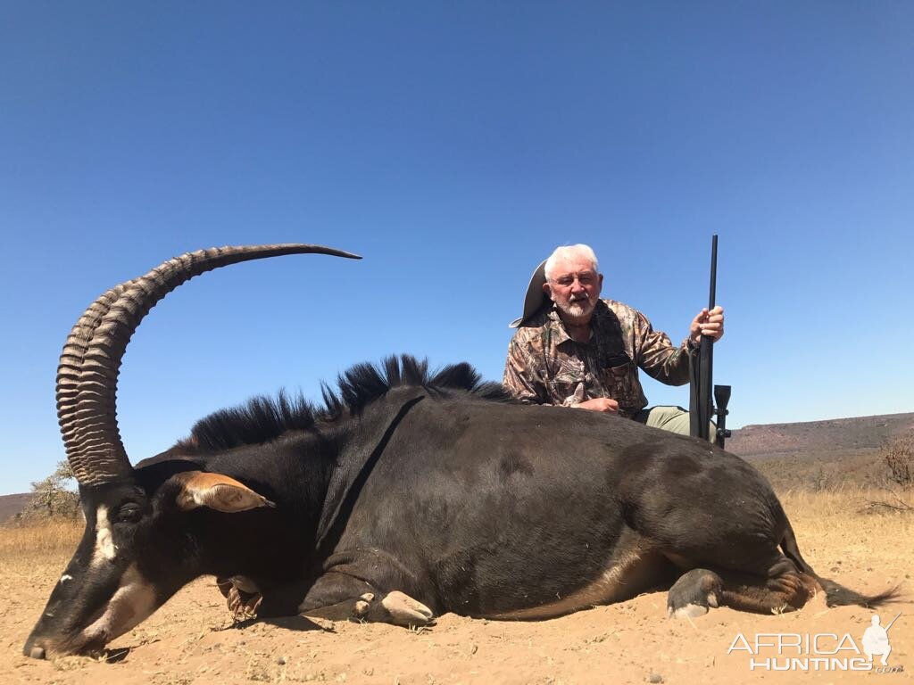 Hunt Sable Antelope in South Africa