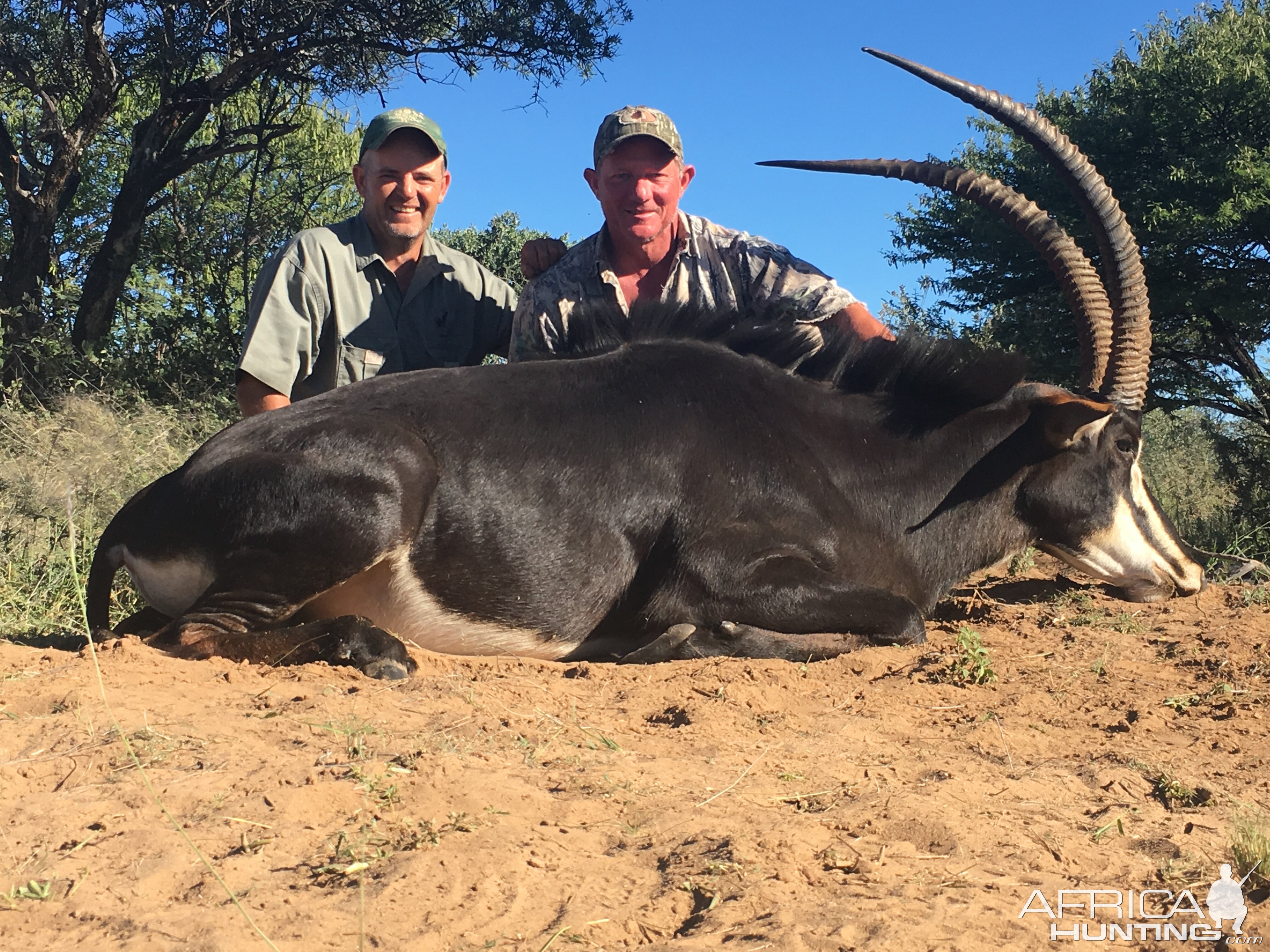 Hunt Sable Antelope in South Africa