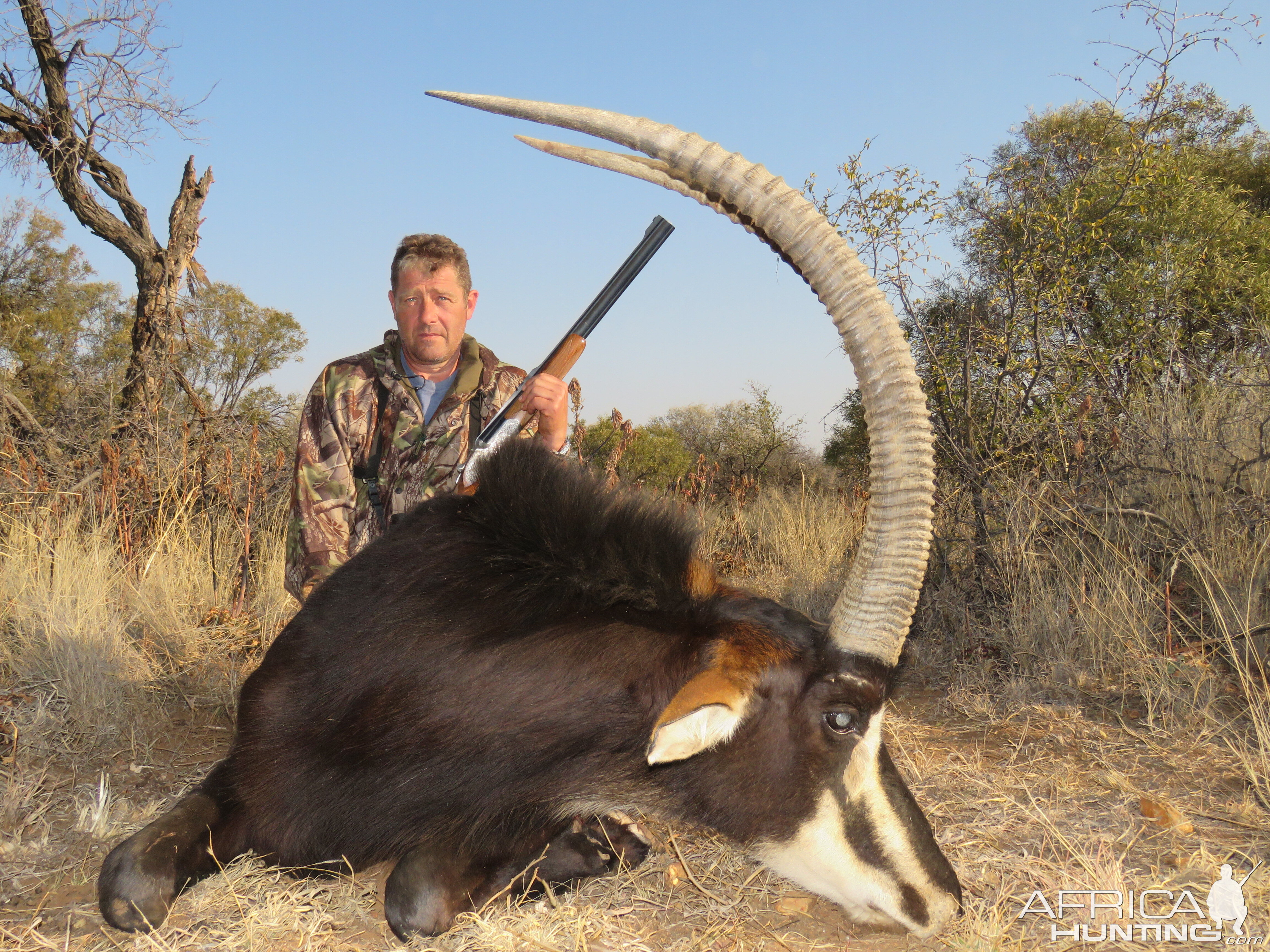 Hunt Sable Antelope in South Africa