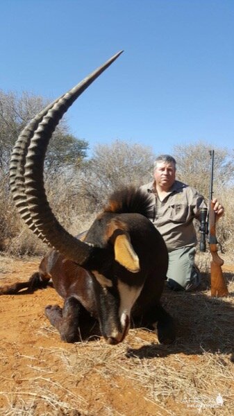 Hunt Sable Antelope in South Africa